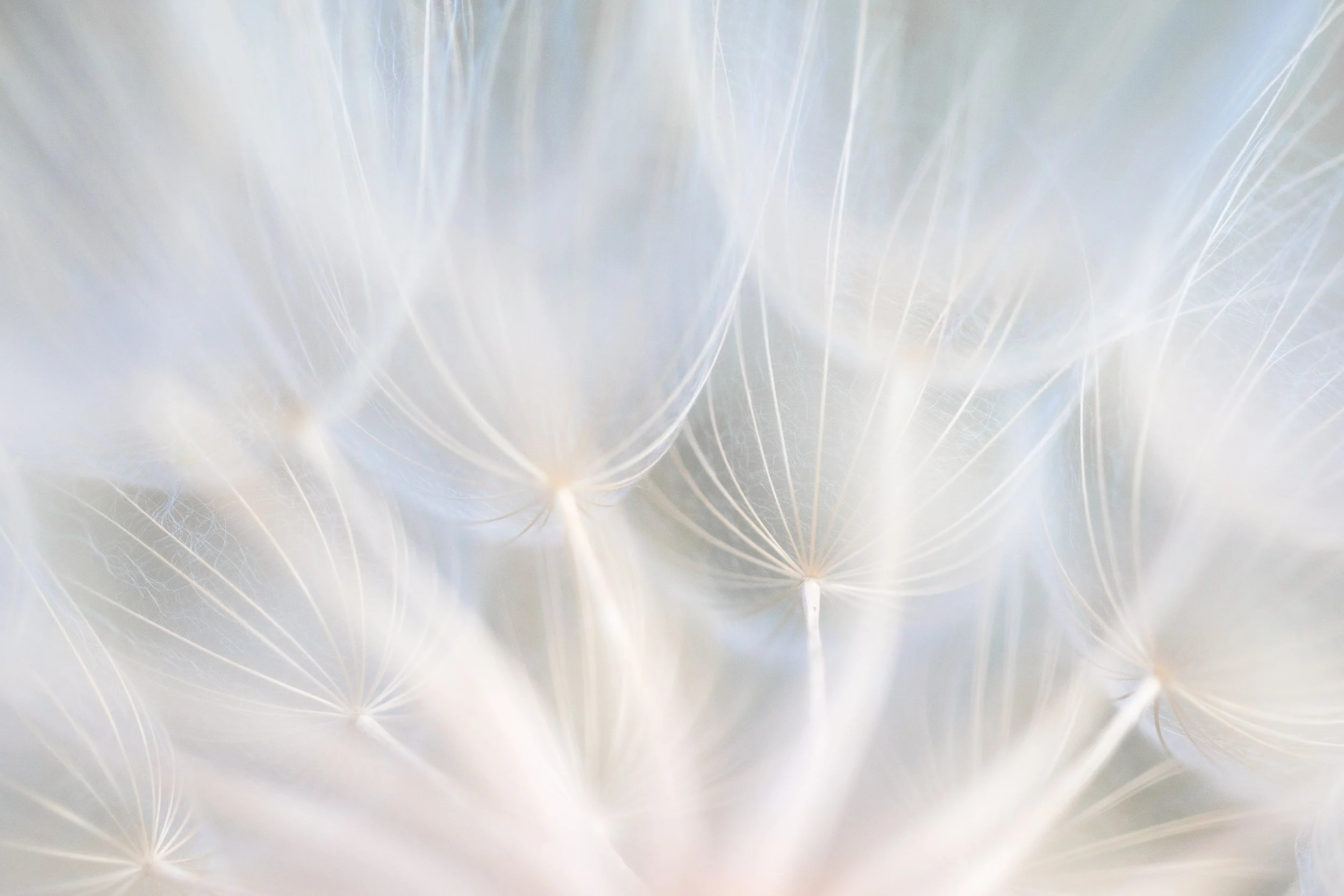 Close-up of white dandelion seed heads with a soft, blurred background by Anna Morgan.
