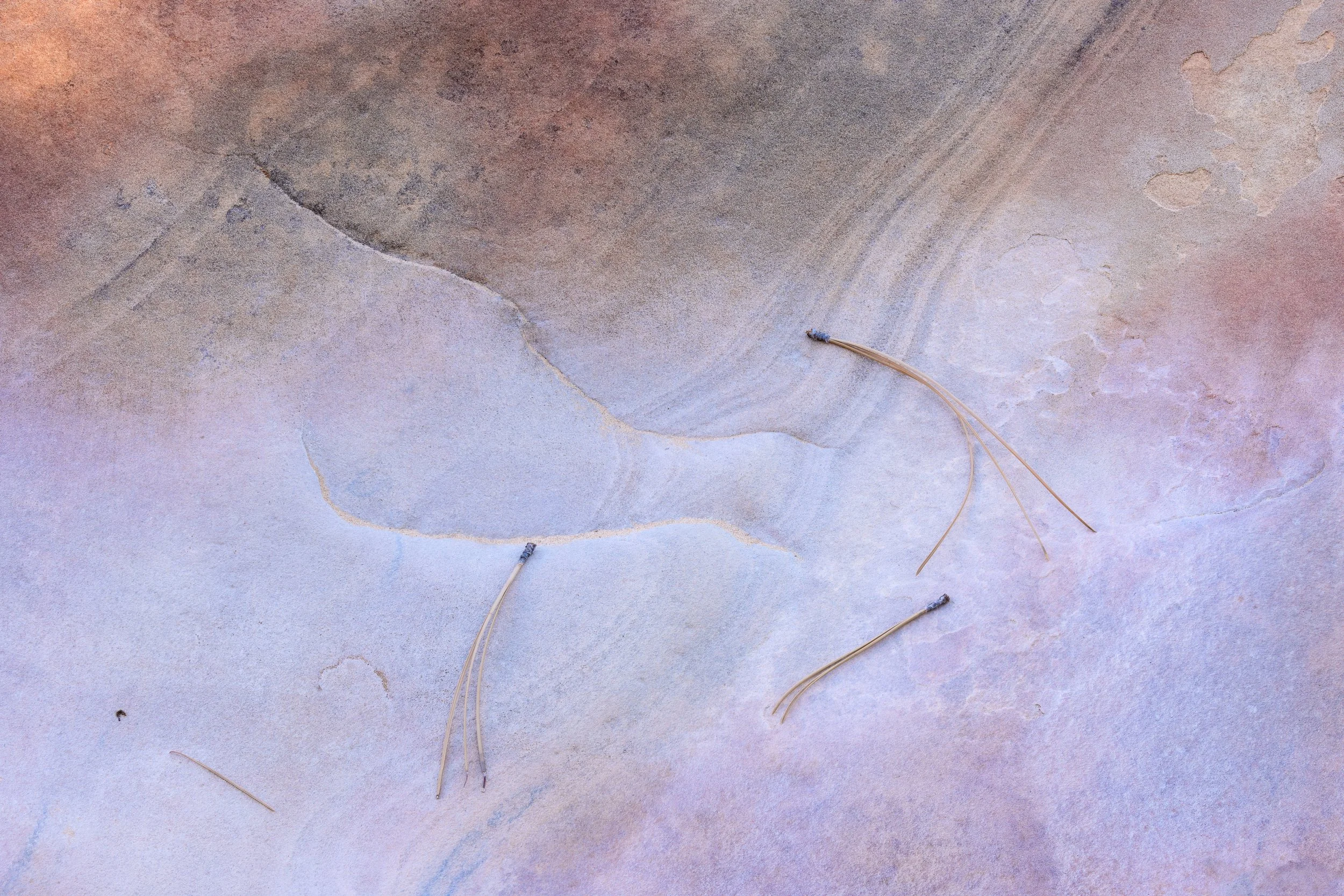 Close-up of a textured, multicolored rock surface with several small, thin plant sticks scattered across it by Anna Morgan.