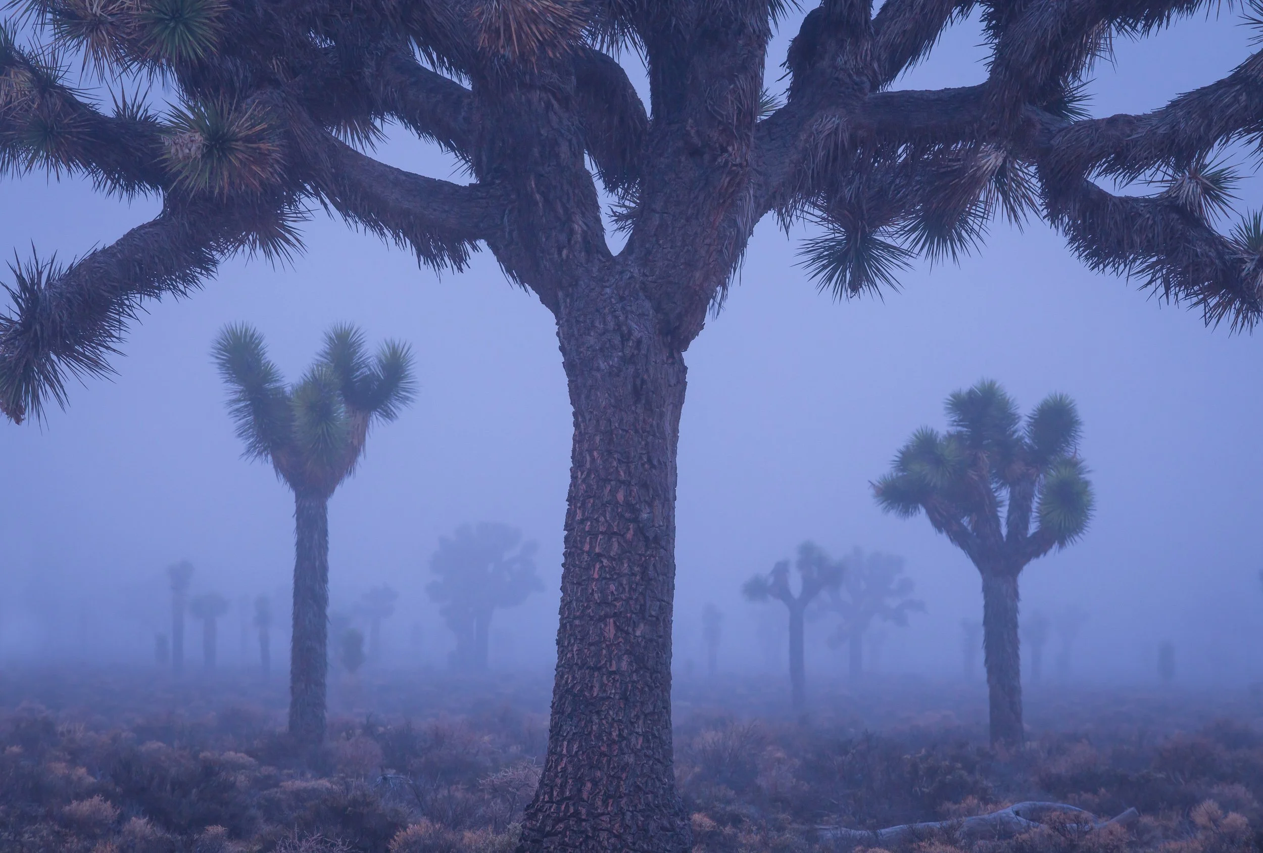 A foggy desert landscape with Joshua trees and sparse desert vegetation by Sarah Marino.