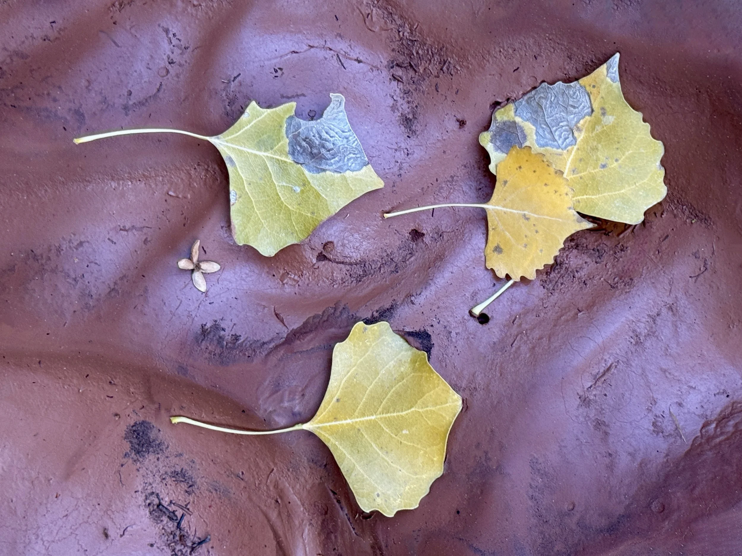 Three yellow and green fallen leaves and a small seed on a reddish-brown surface by Claudia Welsh.