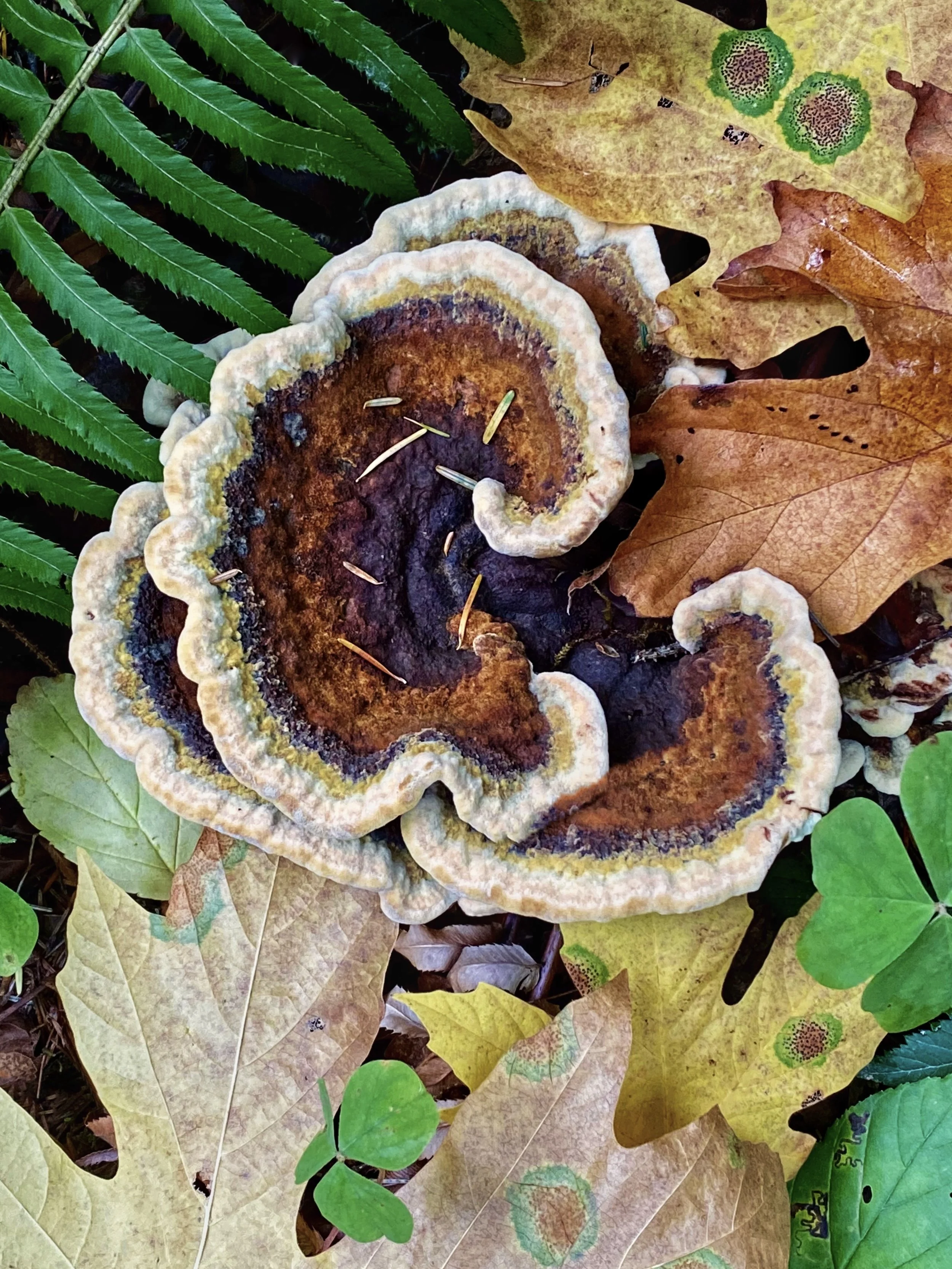 Fallen multicolored leaves and a large fungus growing on the ground amidst the leaves by Claudia Welsh.