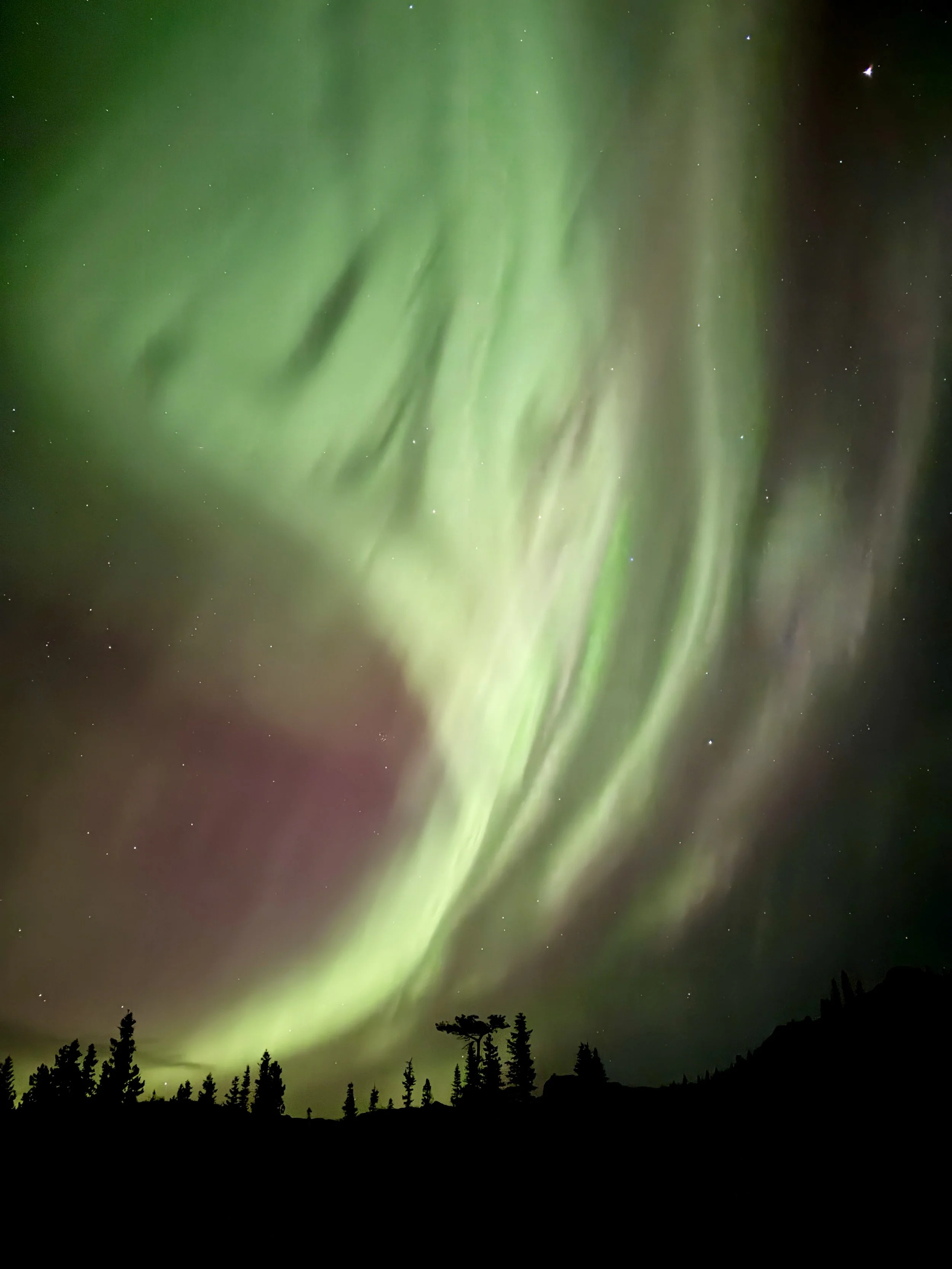 Northern Lights (Aurora Borealis) in the night sky over a silhouette of trees and mountains by Claudia Welsh.