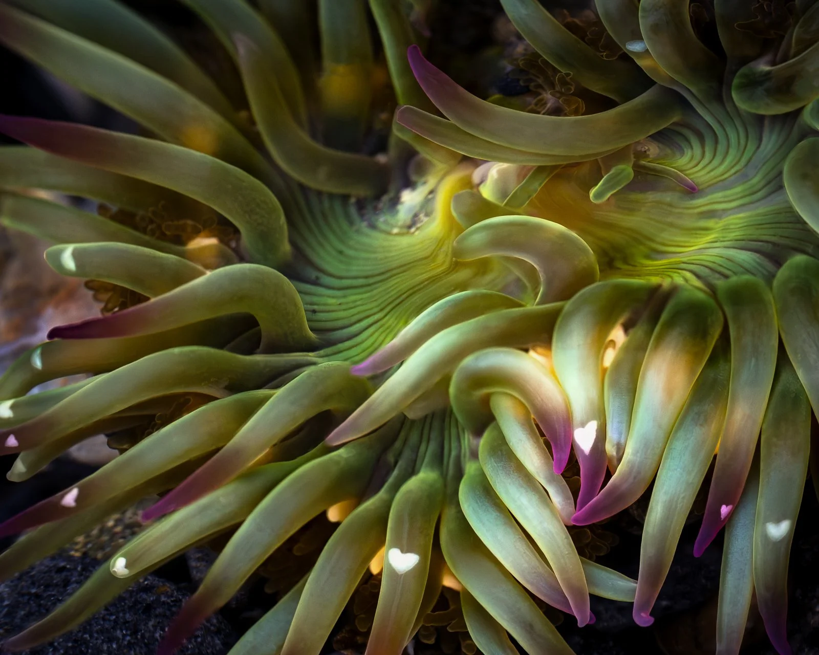 Close-up of a sea anemone with green, yellow, and purple-tipped tentacles, some decorated with small white heart shapes by Jennifer Renwick.