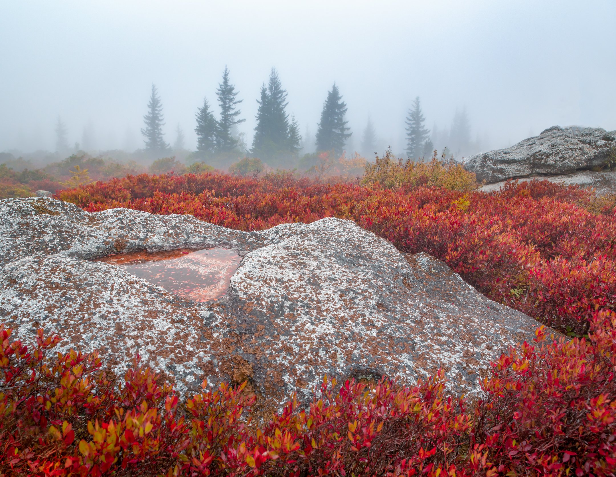 A foggy Appalachian mountain landscape with red and orange bushes, rocks, and distant evergreen trees by Michele Sons.