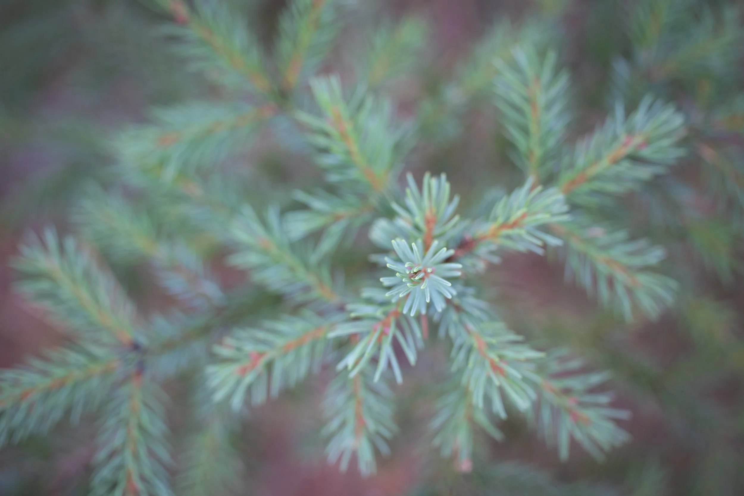 Close-up of green pine tree branches with needles, with a soft focus background by Sarah Marino.
