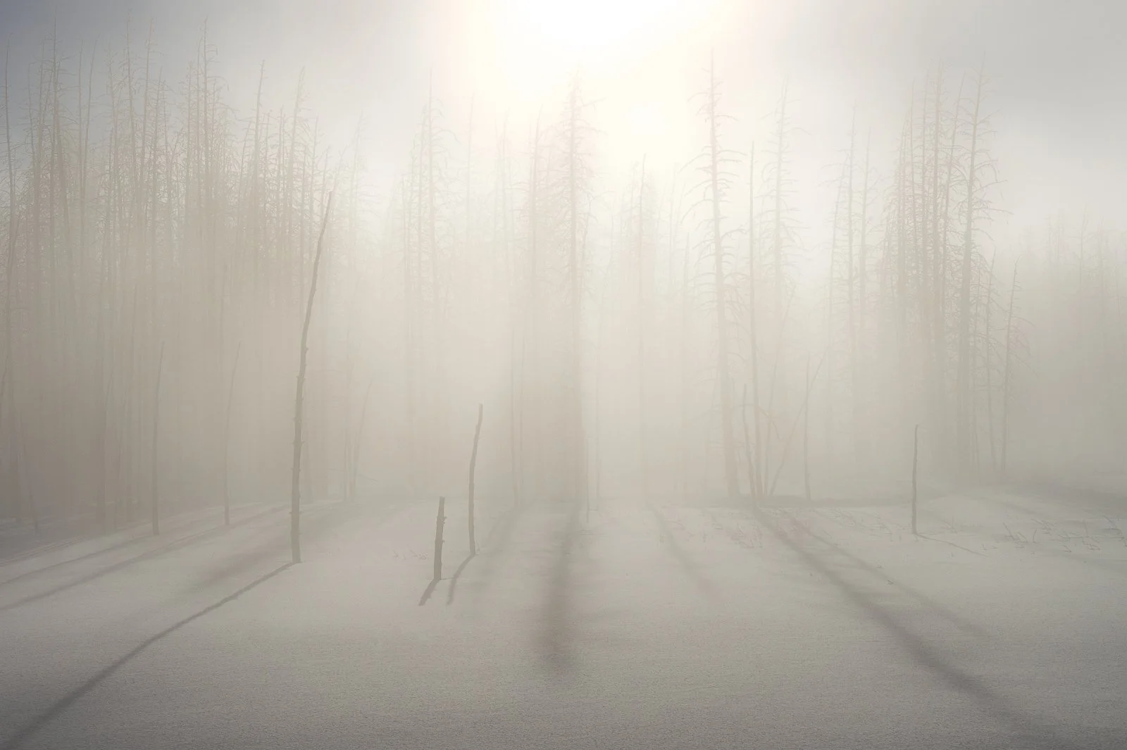 A foggy winter landscape with leafless trees and a snow-covered ground by Jennifer Renwick.
