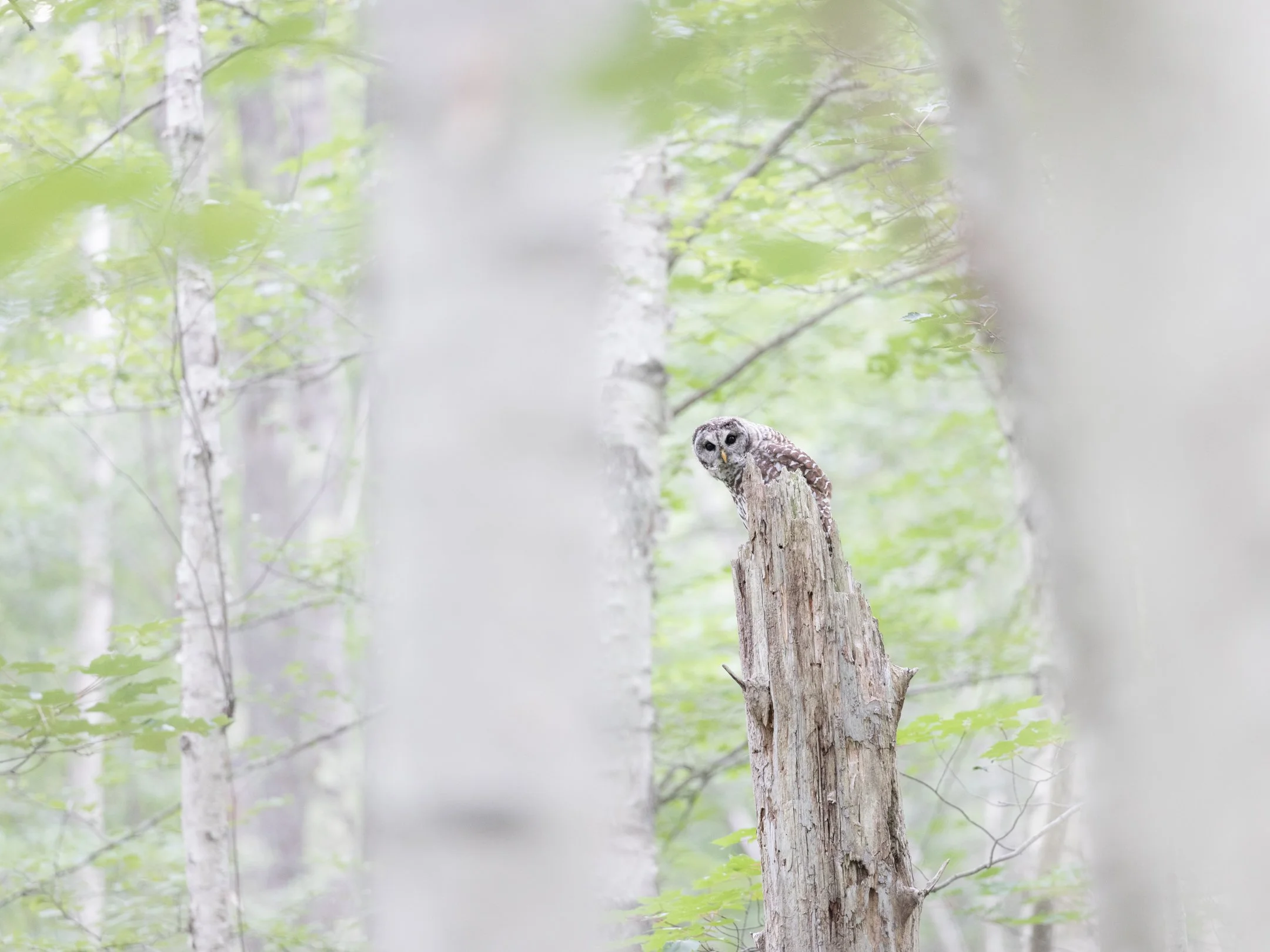 A barred owl with black eyes perched on a broken tree trunk in a Maine forest with green leaves and white bark trees by Michele Sons.