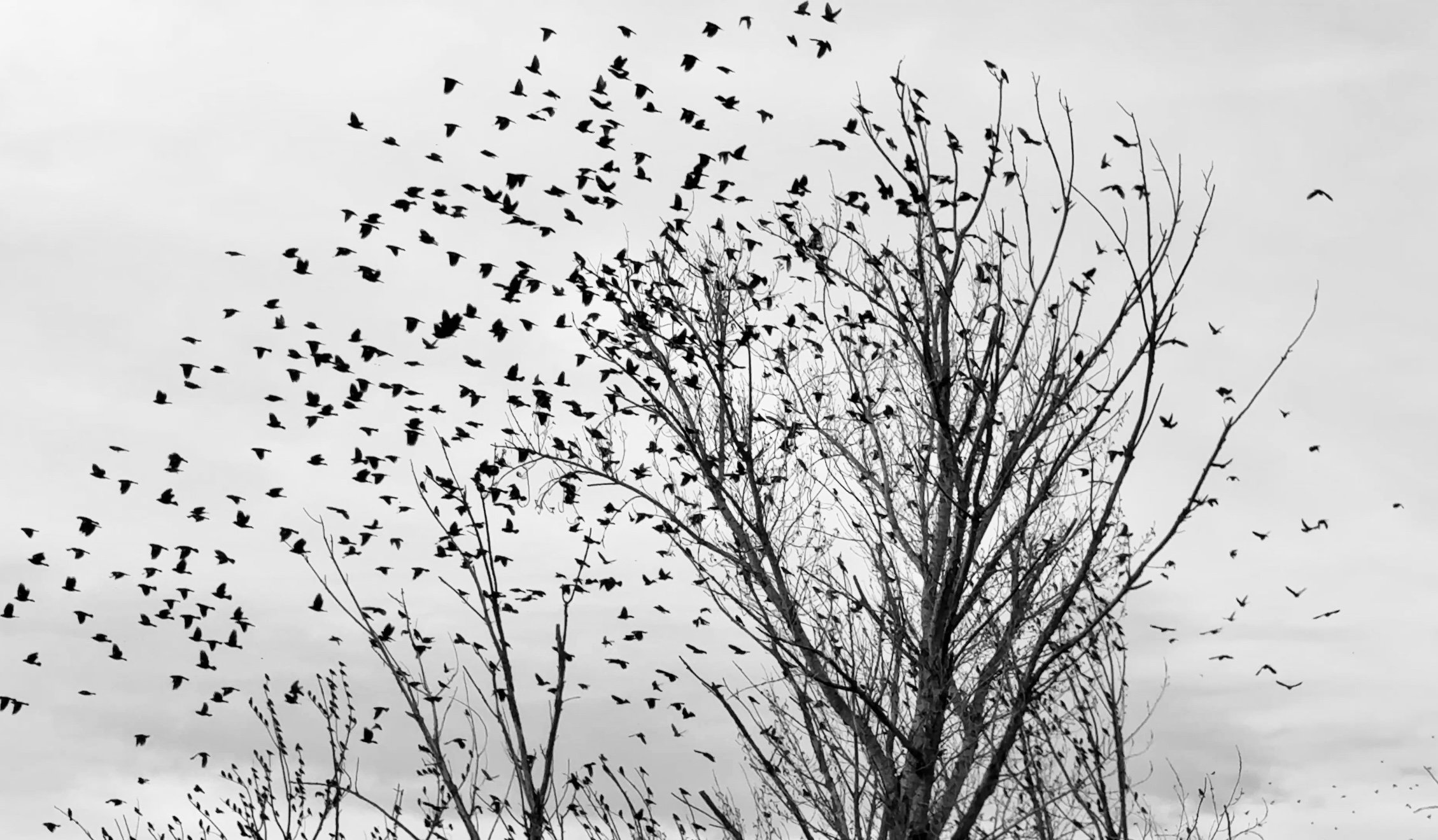 A silhouette of a leafless tree with numerous birds flying around it against a gray sky by Claudia Welsh.