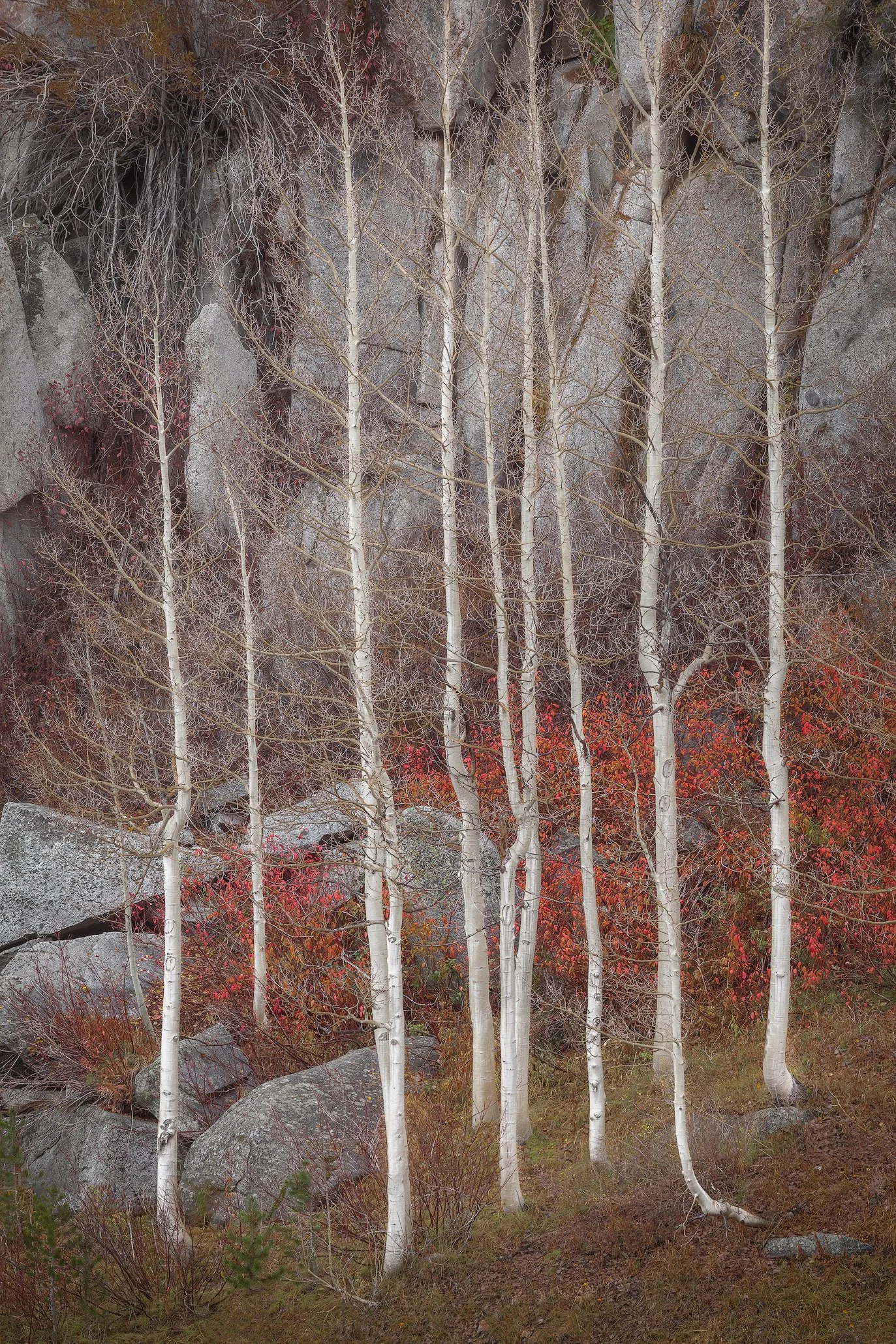 A group of tall, slender trees with white bark, set against a rocky background with sparse red and green foliage by Charlotte Gibb.