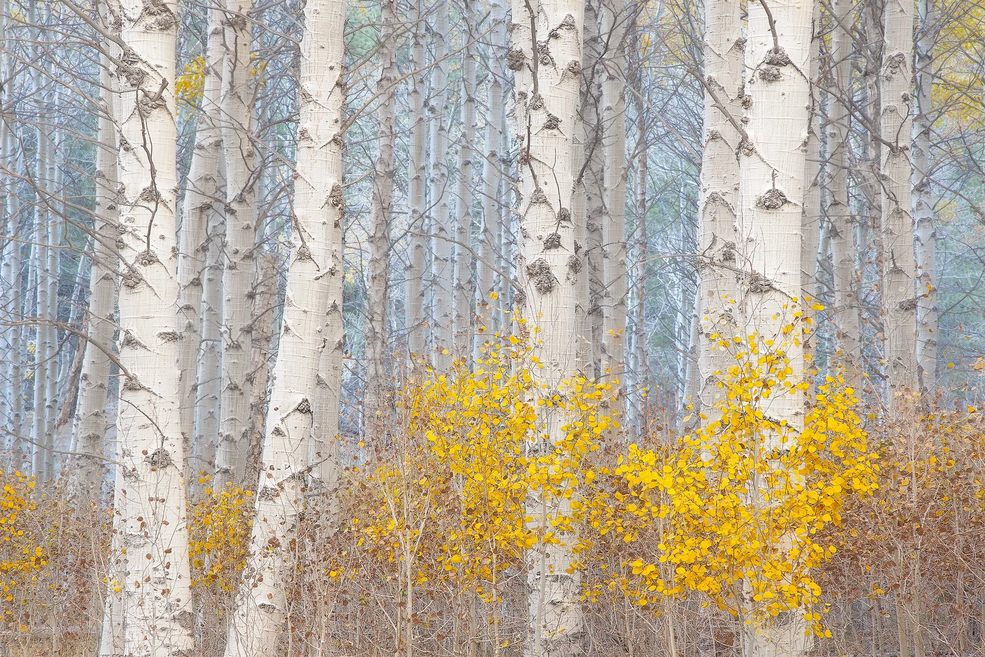 A forest scene with tall, white-barked trees and yellow leaves at the base by Charlotte Gibb.