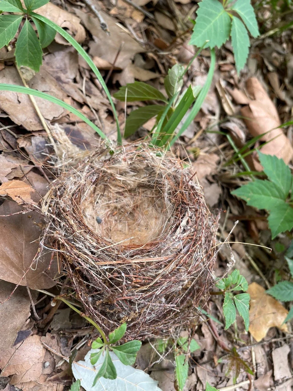 Traditional Talk Therapy