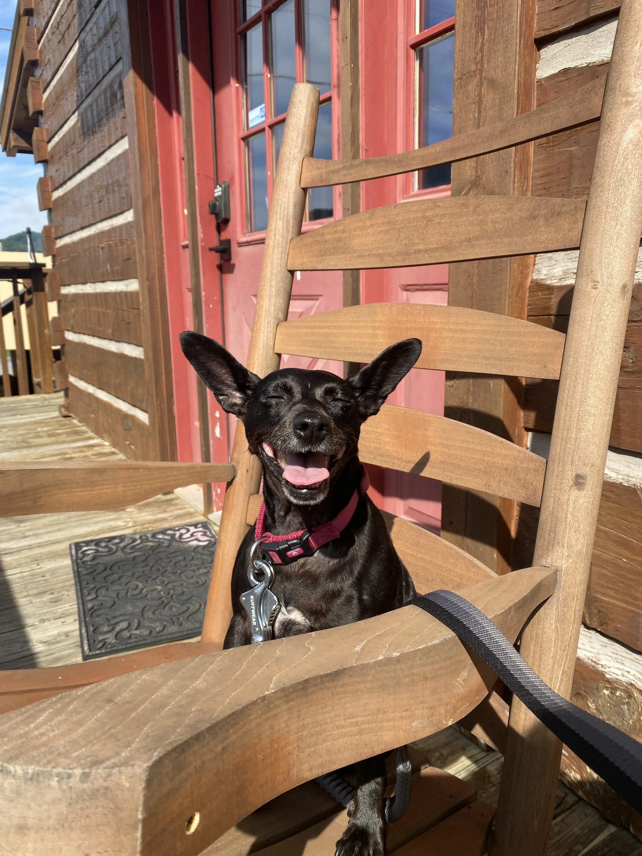 Black dog with a pink collar sitting on a wooden chair, smiling open-mouthed, outside near a red door and wooden deck.