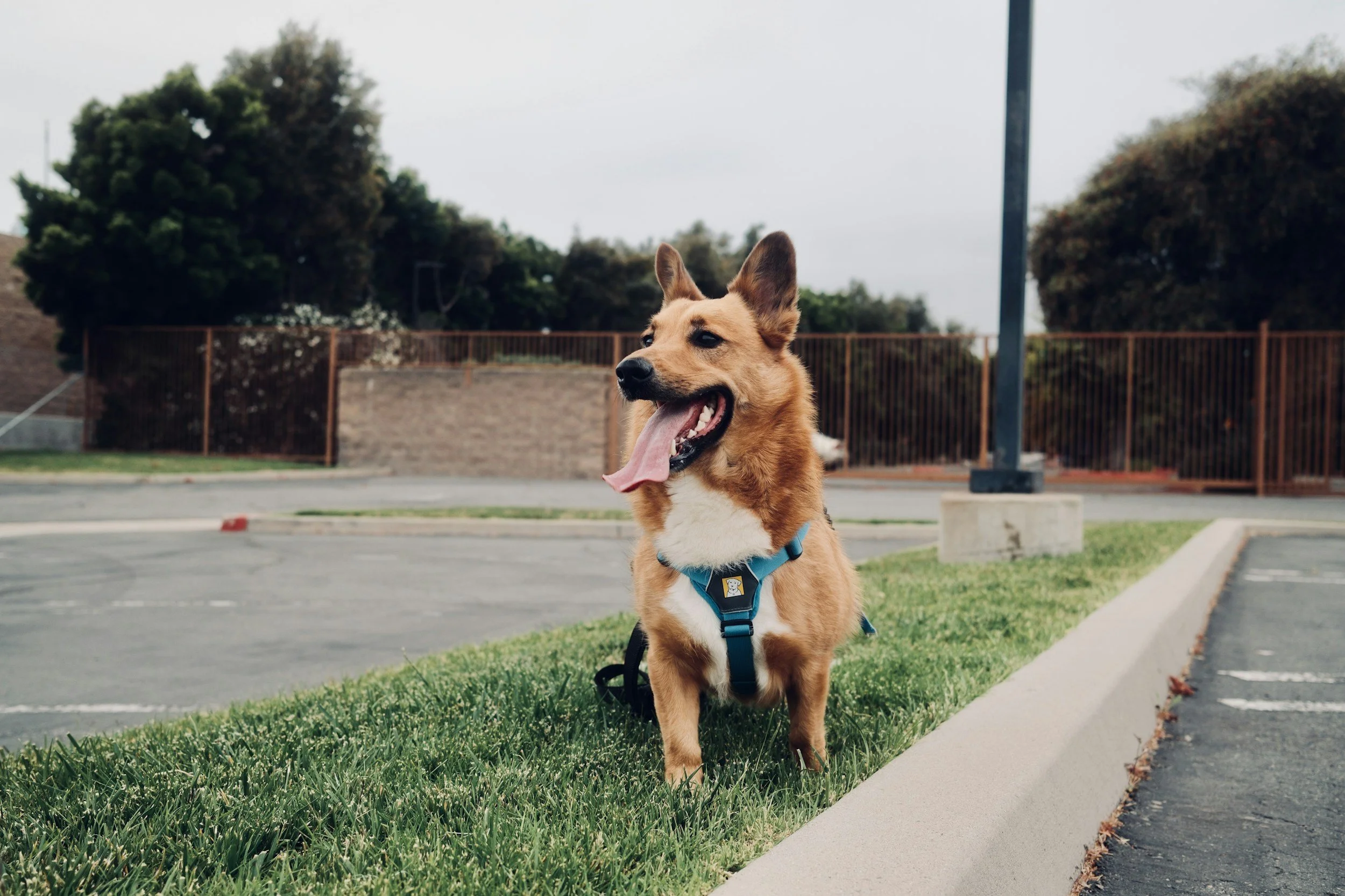 A happy brown dog with a white chest and a blue harness sitting on grass near an asphalt parking lot, with trees, a brick wall, and a parking lot light pole in the background.