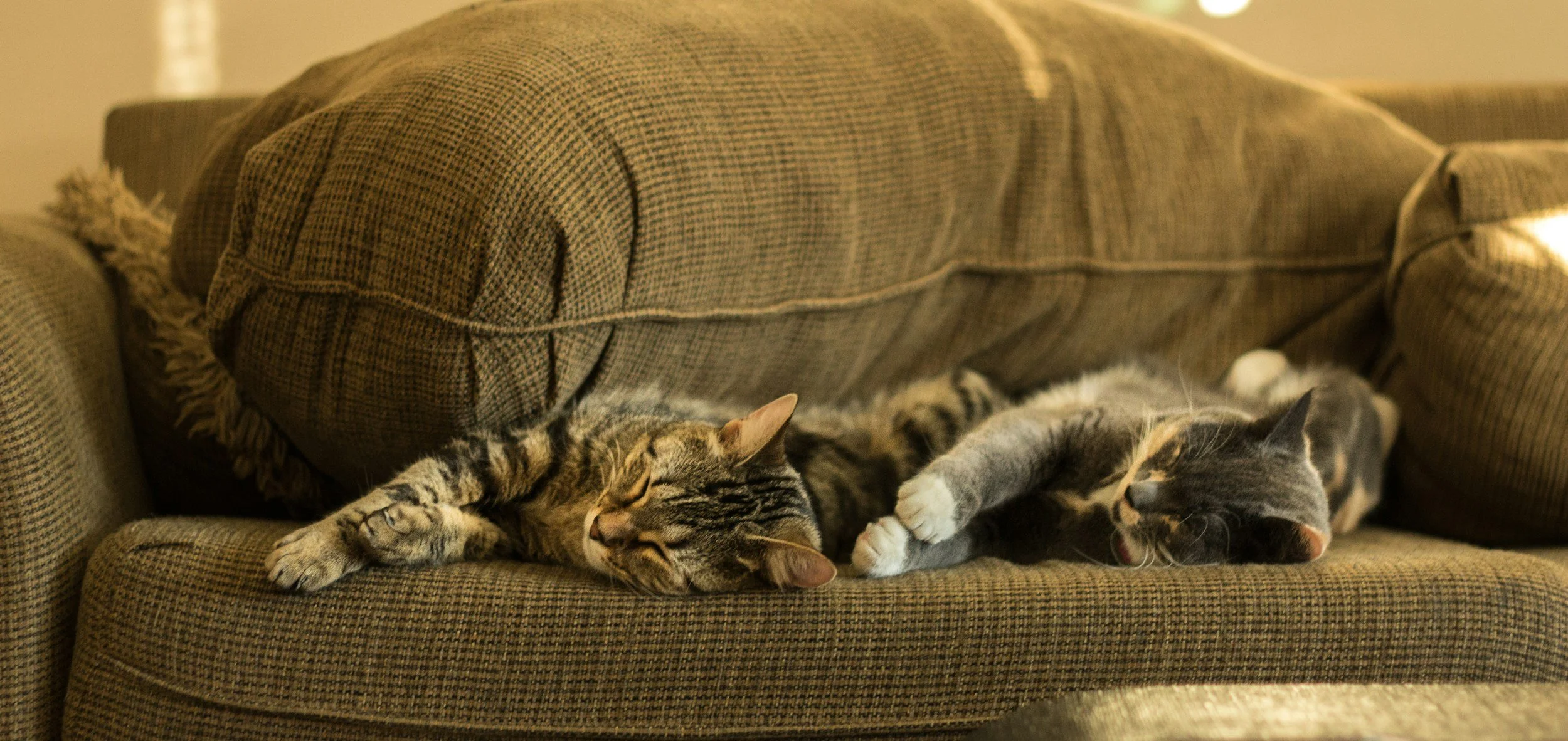 Two cats sleeping on a brown, patterned couch with a large pillow behind them.