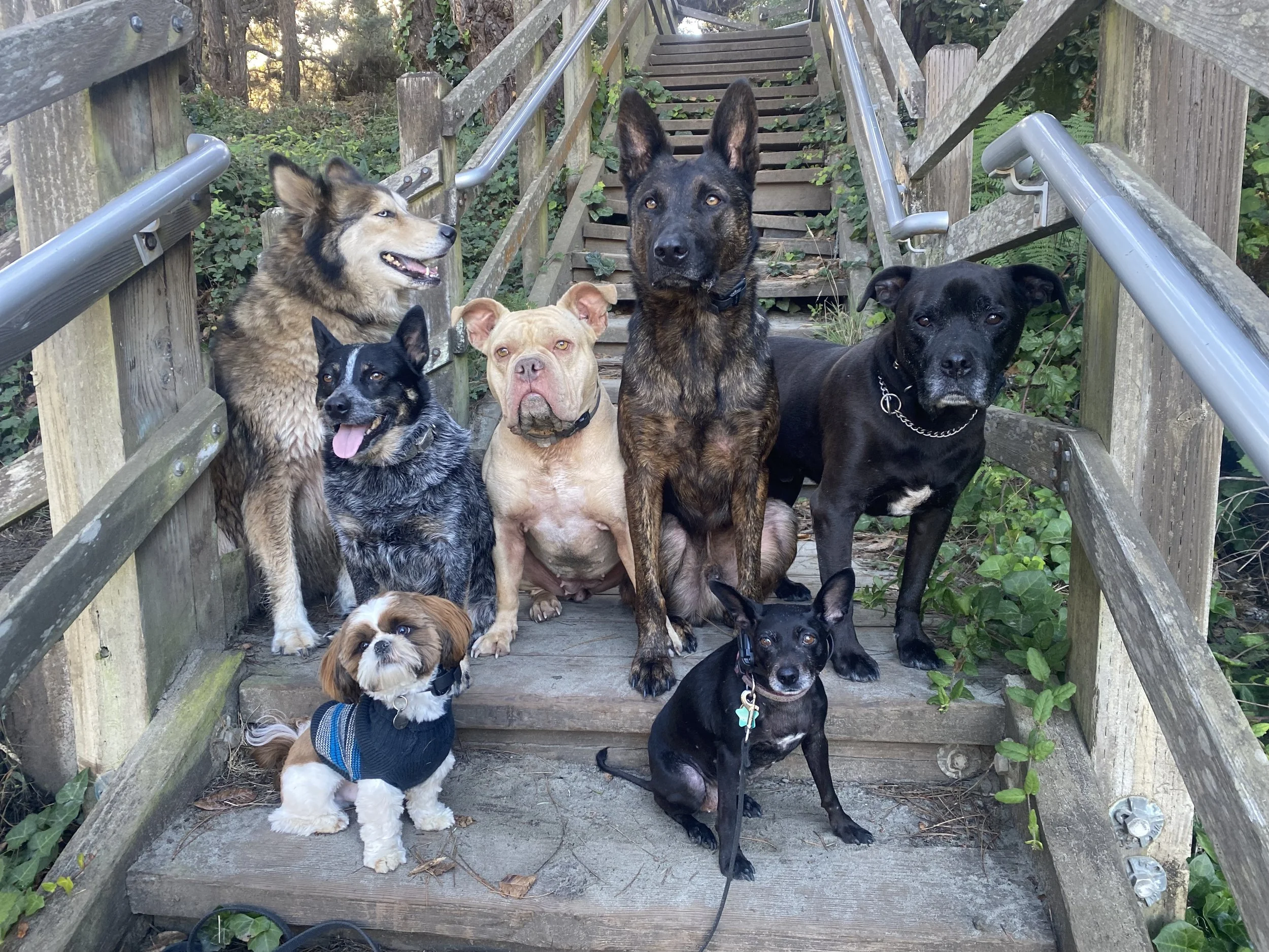Six dogs sitting on wooden stairs outdoors, surrounded by trees and greenery.