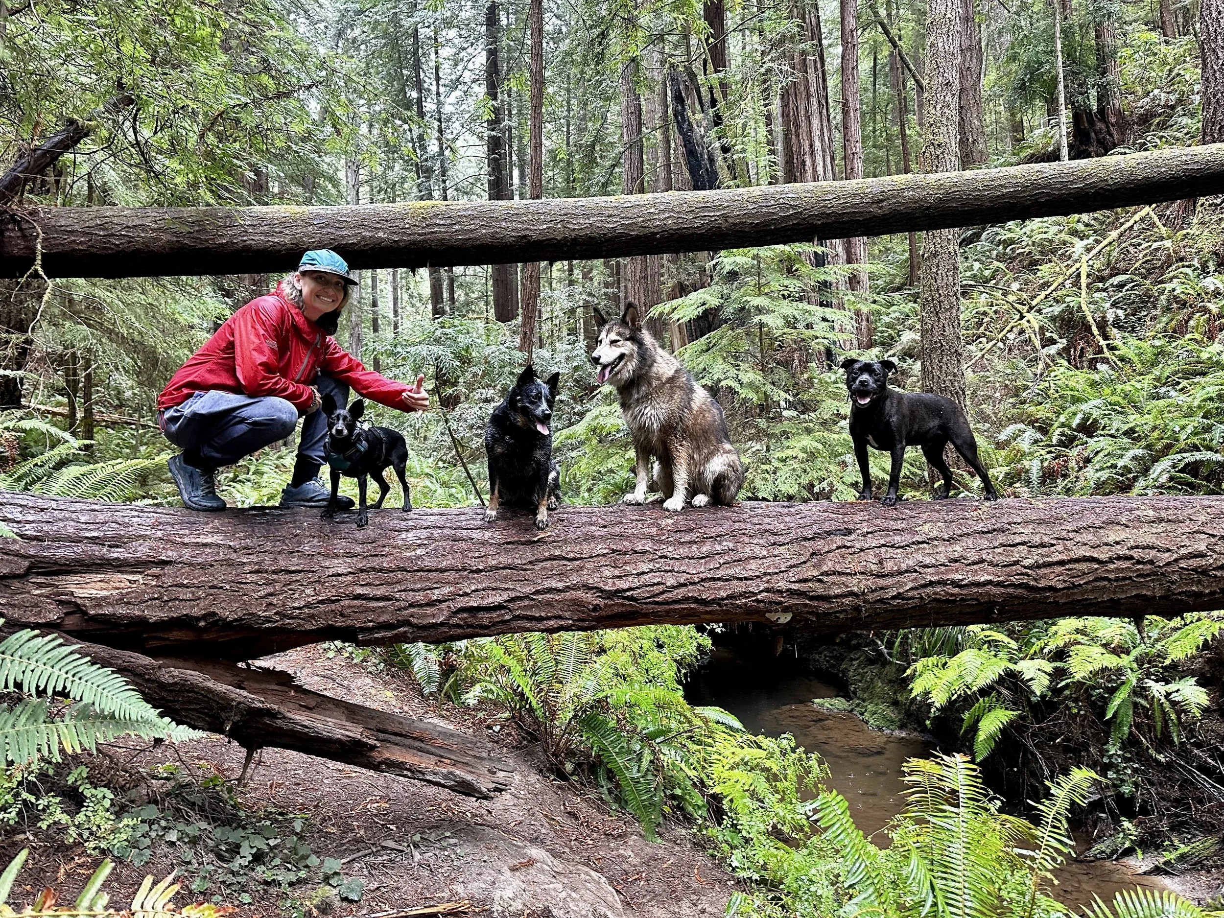 A woman in a red jacket and blue cap crouches beside four dogs on a fallen log in a dense forest, with tall trees and green foliage surrounding them.