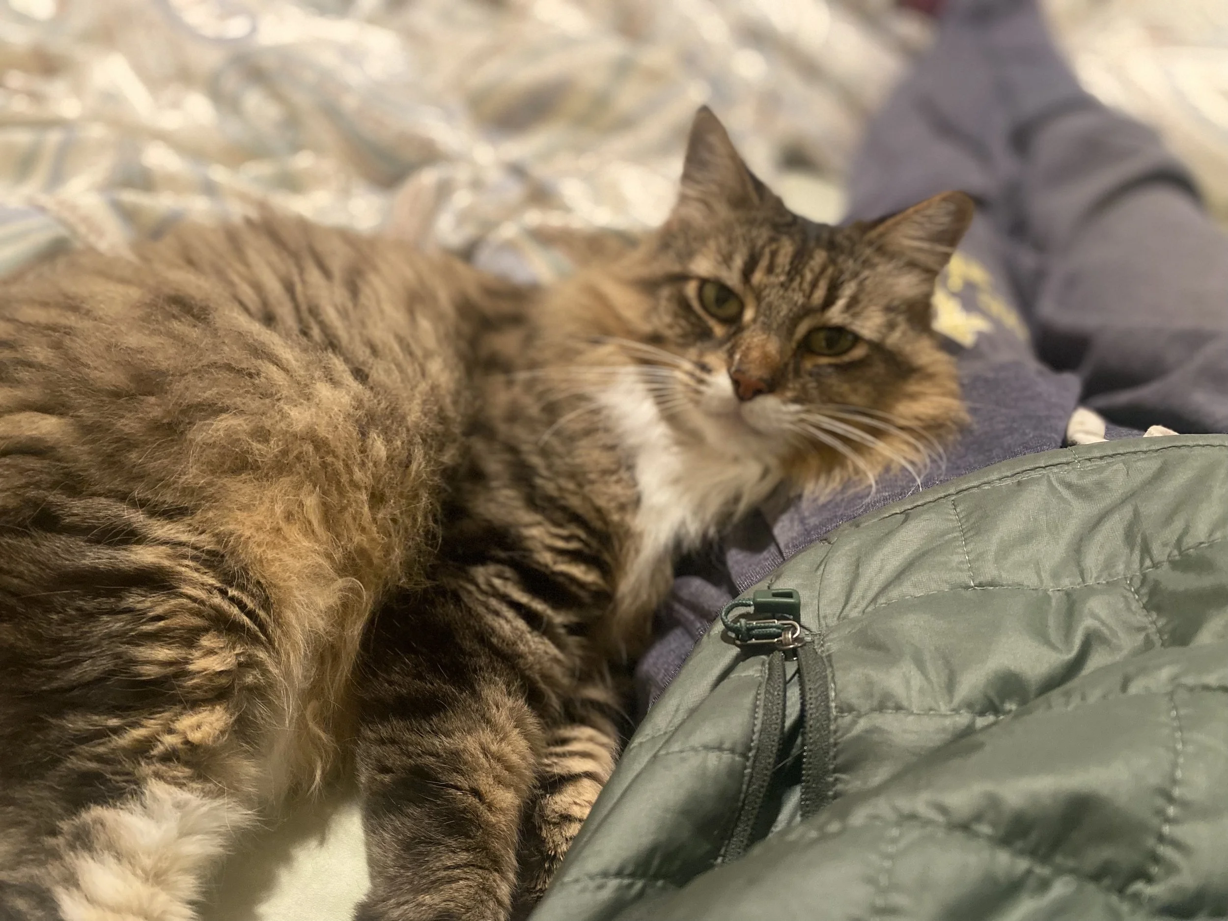 A tabby cat lying on a person's lap, with its eyes partially closed and looking toward the camera, against a background of a quilted blanket and a person wearing gray pants.