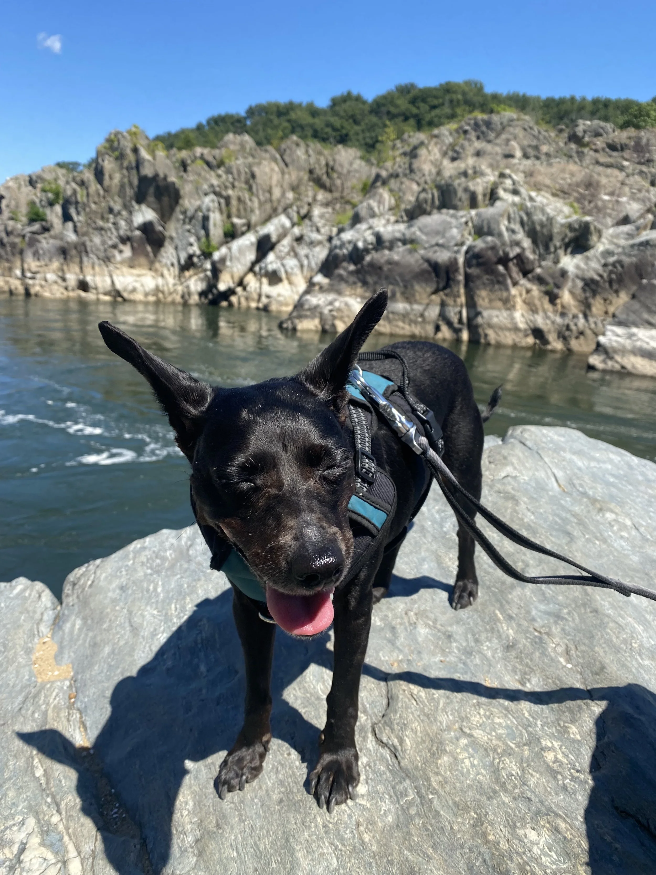 A black dog with pointy ears and a harness standing on rocks near water with a rocky hillside and trees in the background under a clear blue sky.