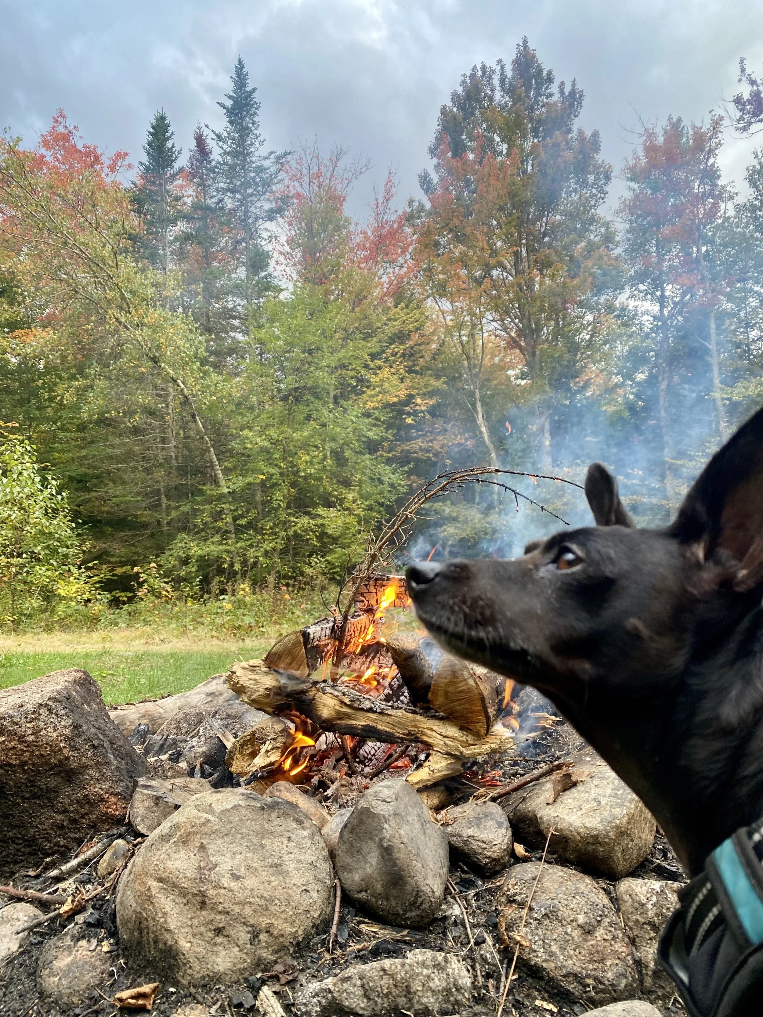 A black dog with erect ears near a campfire with burning logs, rocks, and smoke in a forested area during daytime.