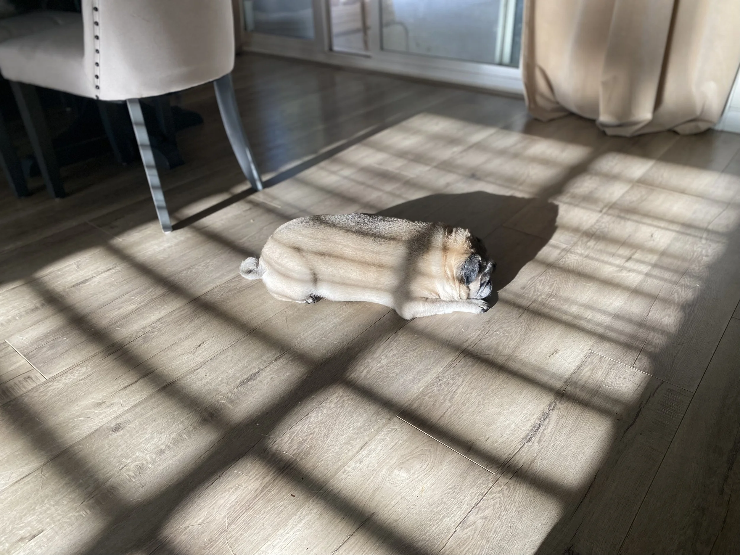 frankie.jpg