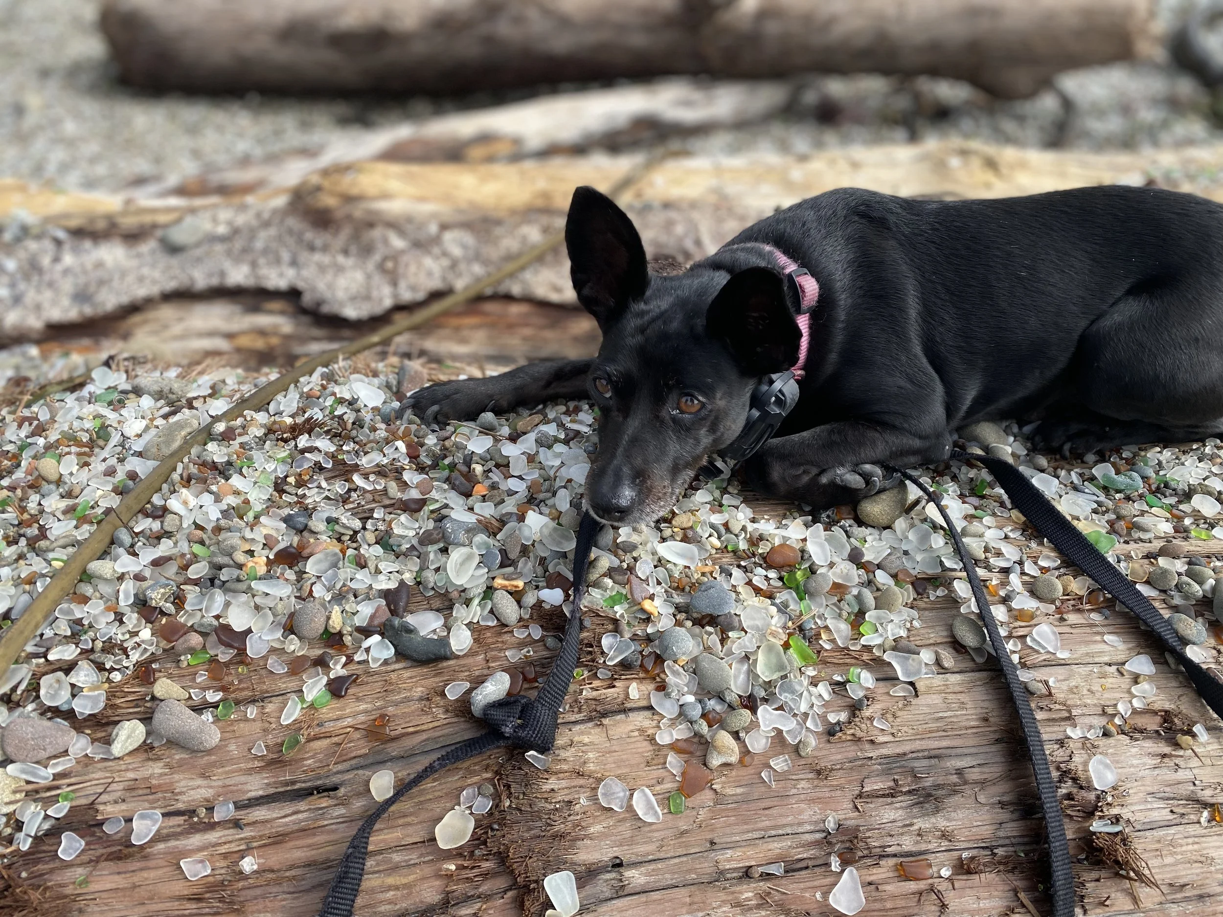 A black puppy with a pink collar lying on a beach covered with small seashells and pebbles, with weathered driftwood in the background.