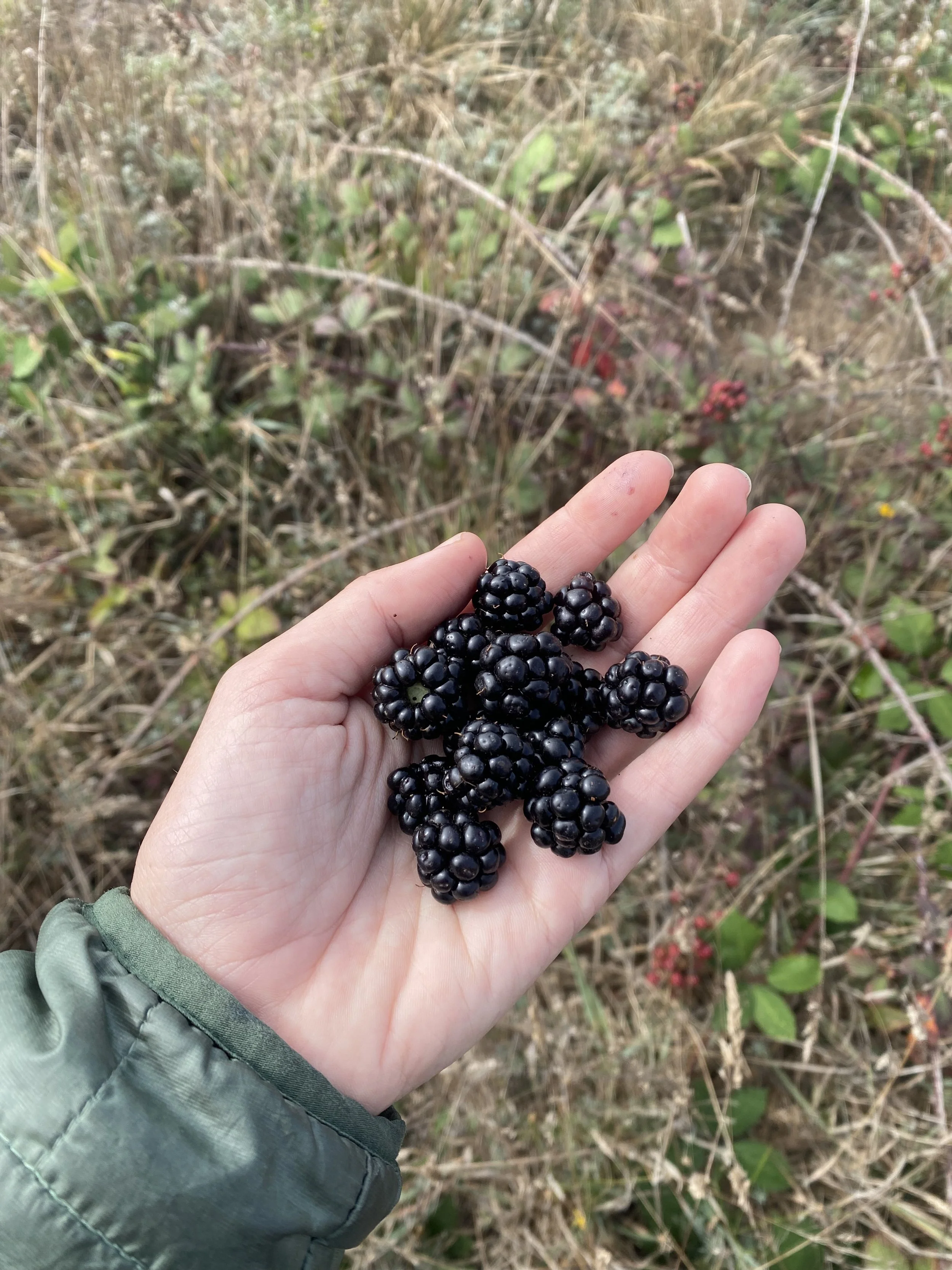 A hand holding a bunch of blackberries in an outdoor setting with dry grass and some greenery in the background.
