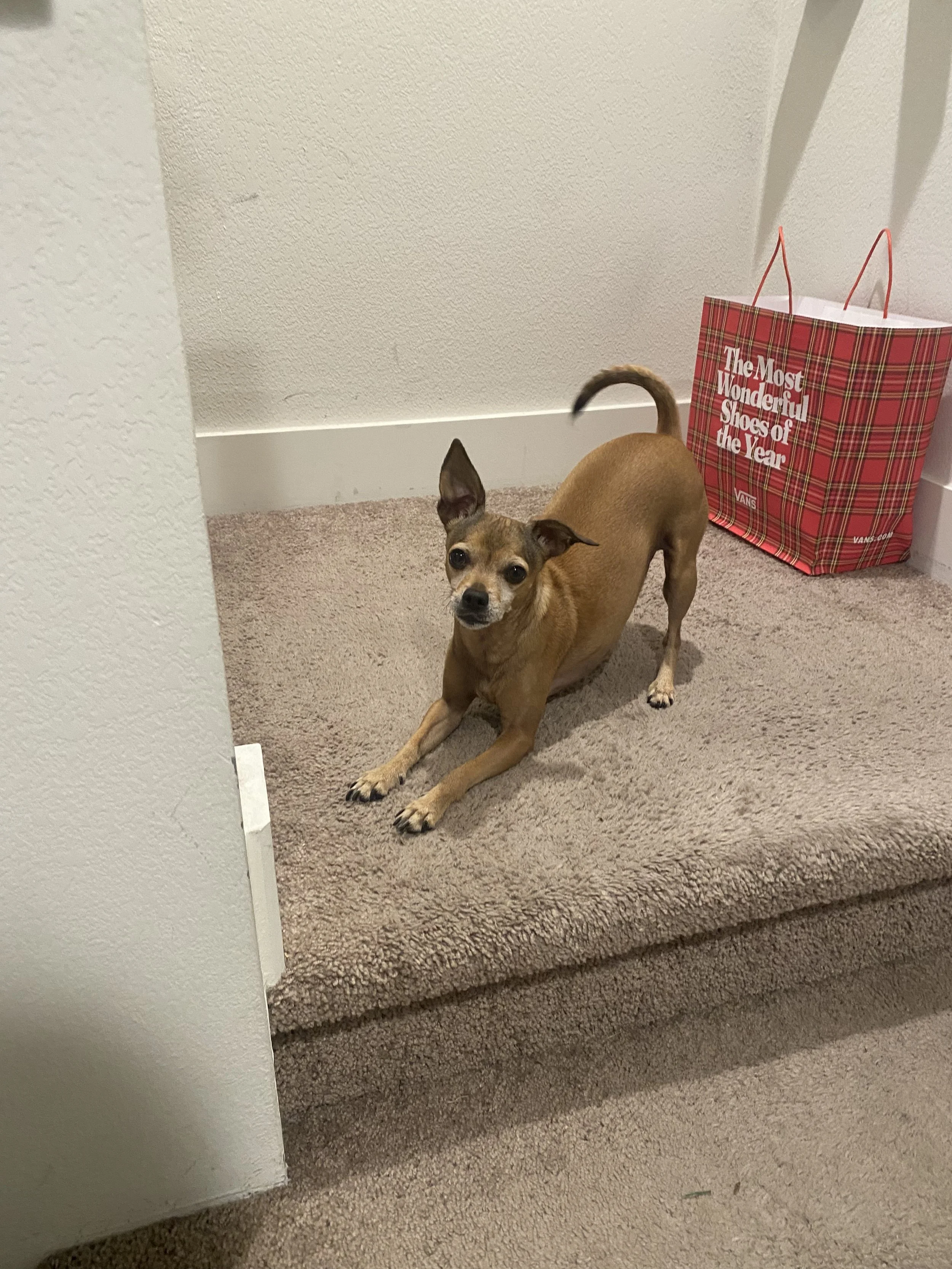 Dobby.jpg