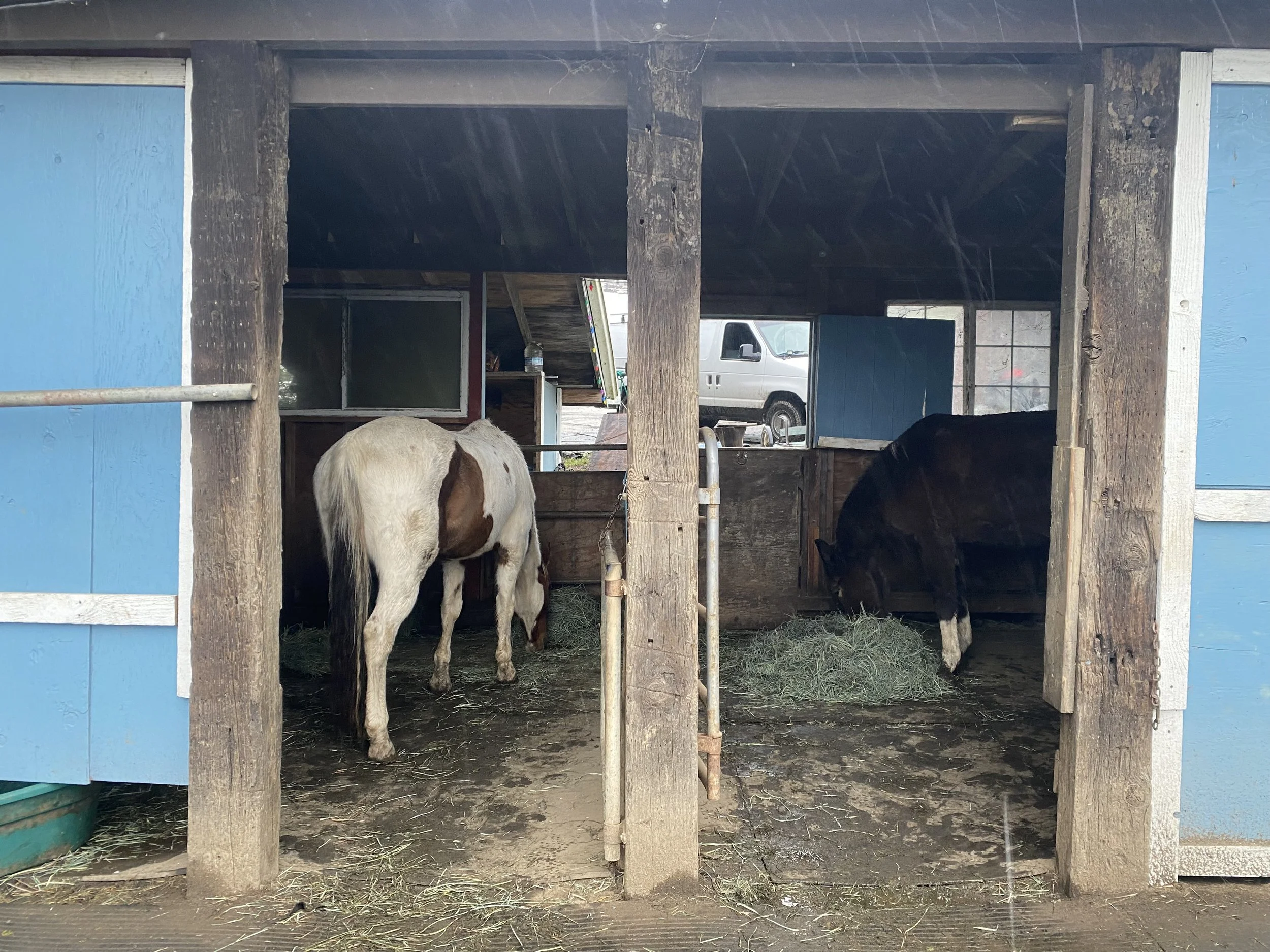 horses.jpg