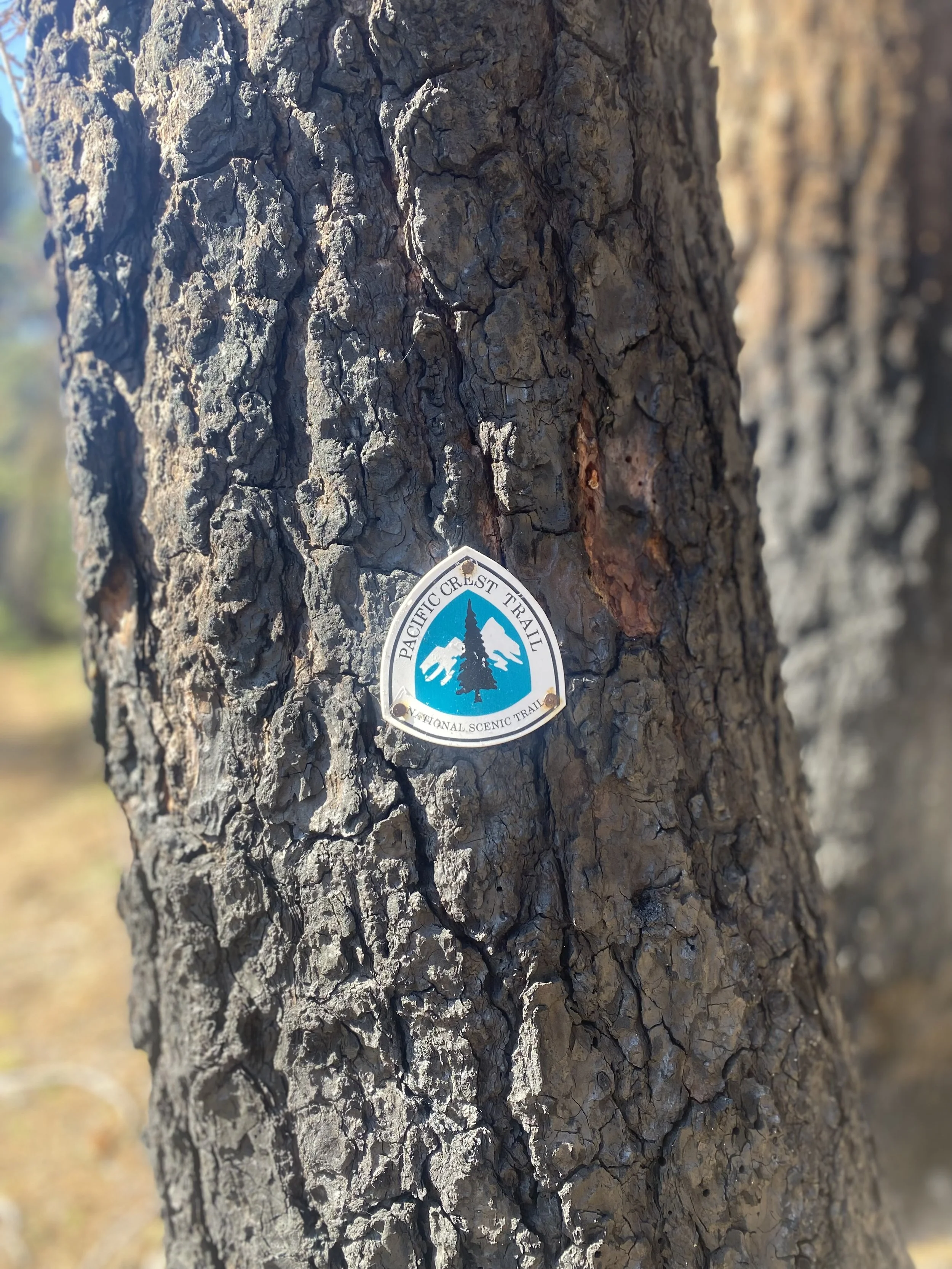 Close-up of a tree trunk's bark with a trail marker attached, indicating the Pacific Crest Trail.