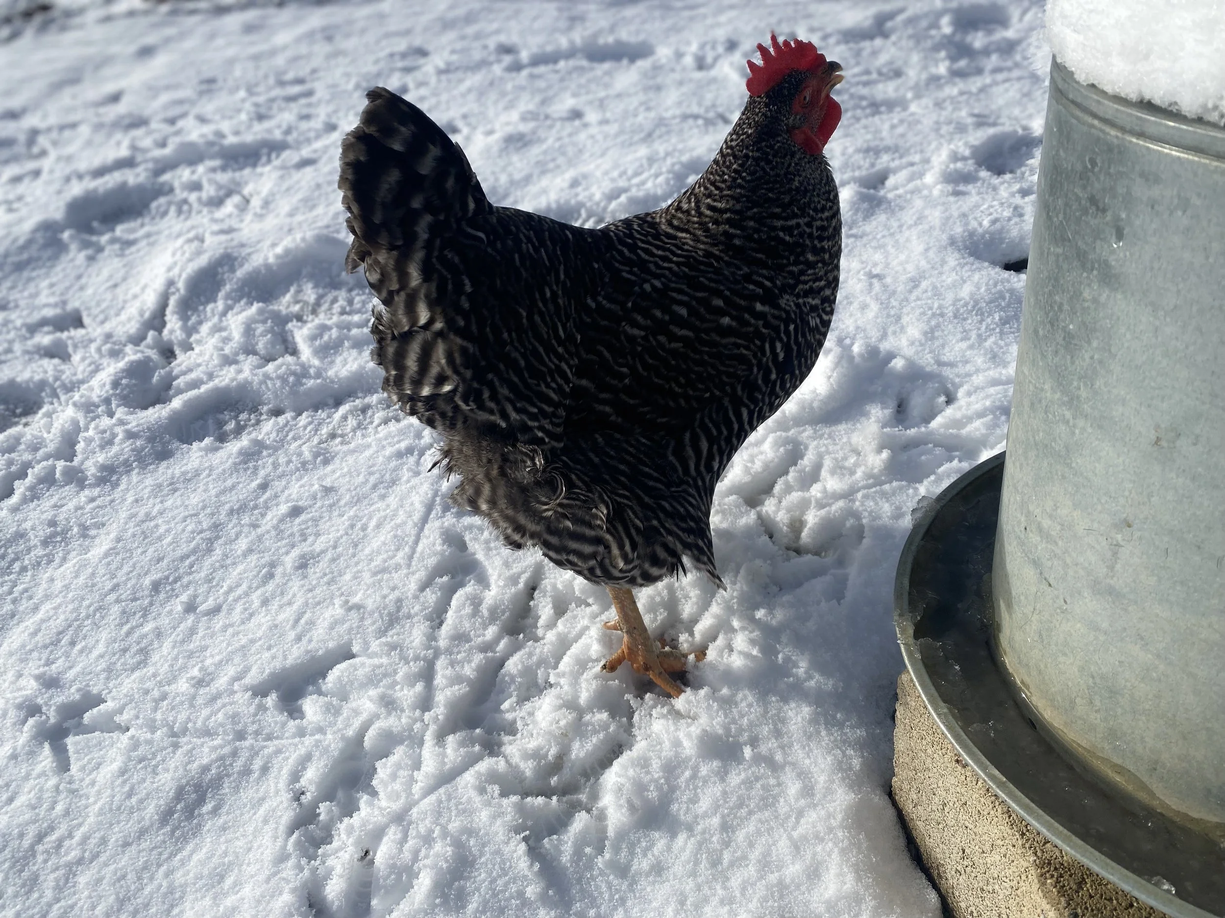 chicken.jpg