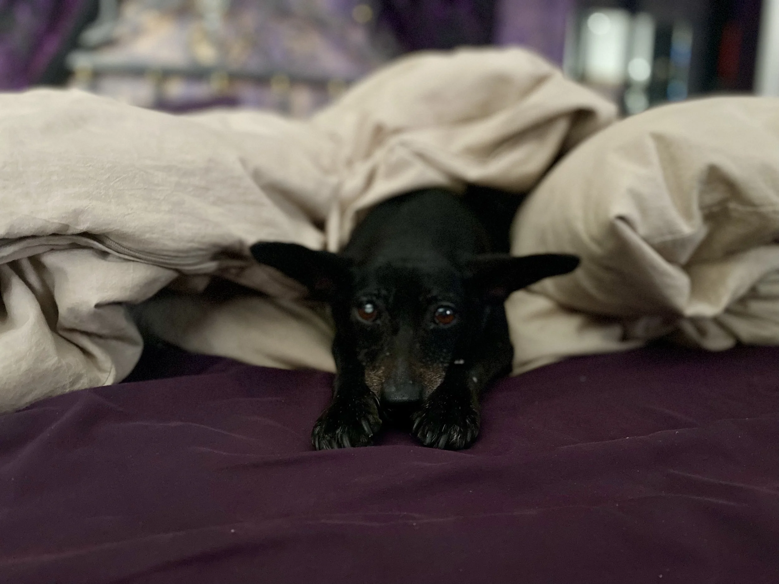 A black dog with large ears lying on a bed with beige blankets and purple sheets, looking directly at the camera.
