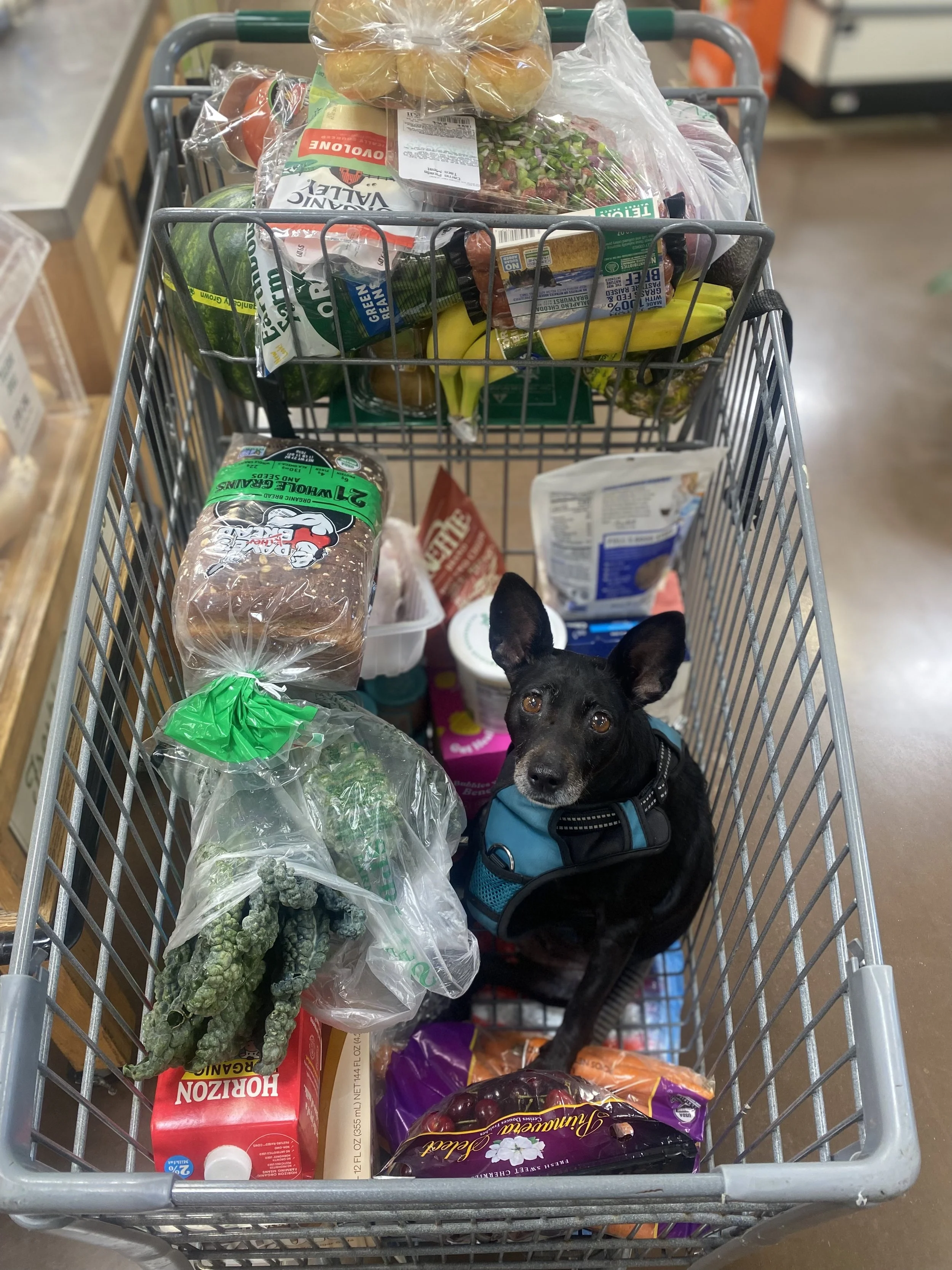 A shopping cart filled with groceries including a black dog with large ears sitting inside, looking up. The groceries include a loaf of bread, bananas, grapes, cherry tomatoes, lettuce, a bag of carrots, and various other produce and packaged foods.