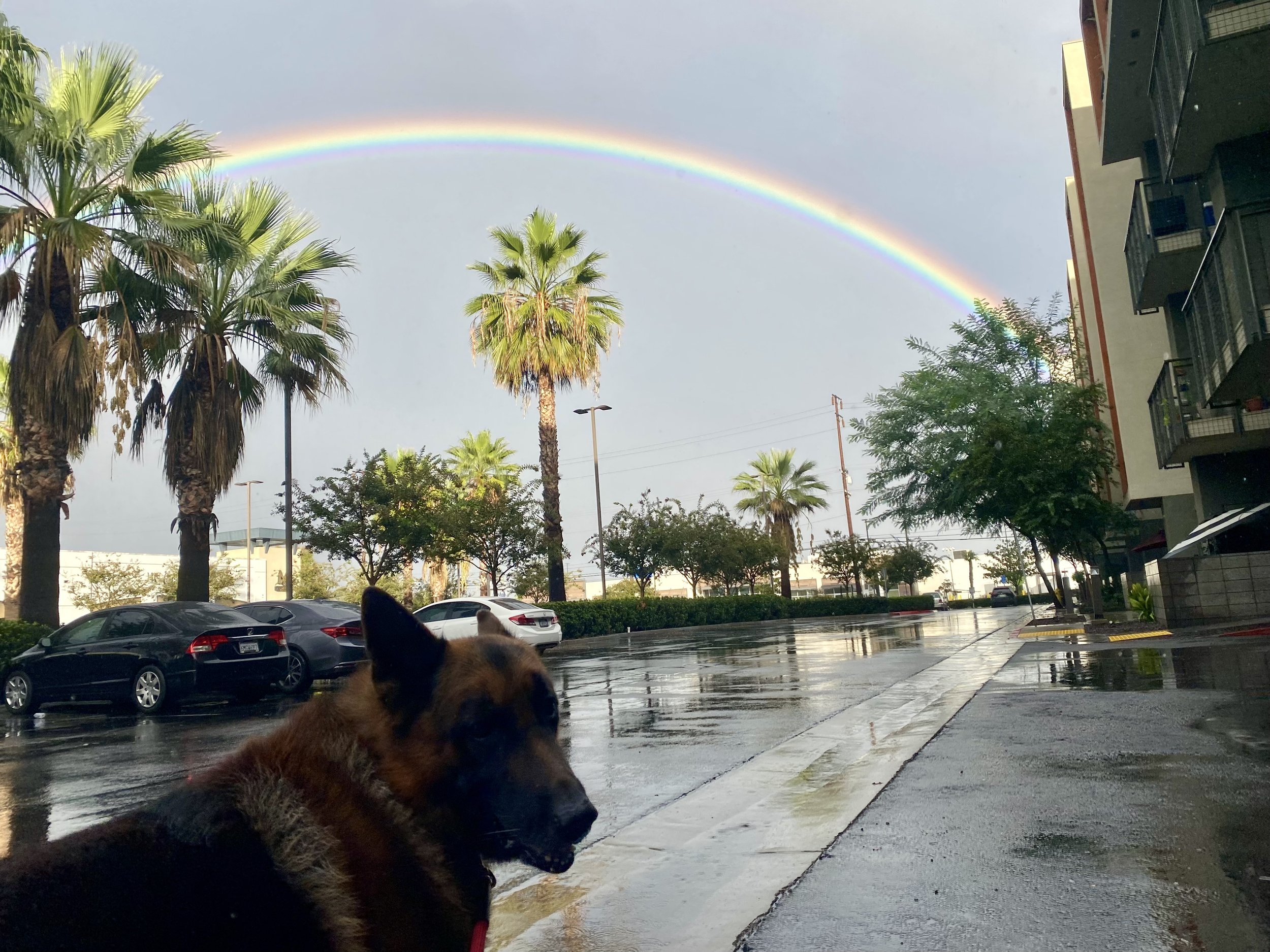 buzo_rainbow.jpg