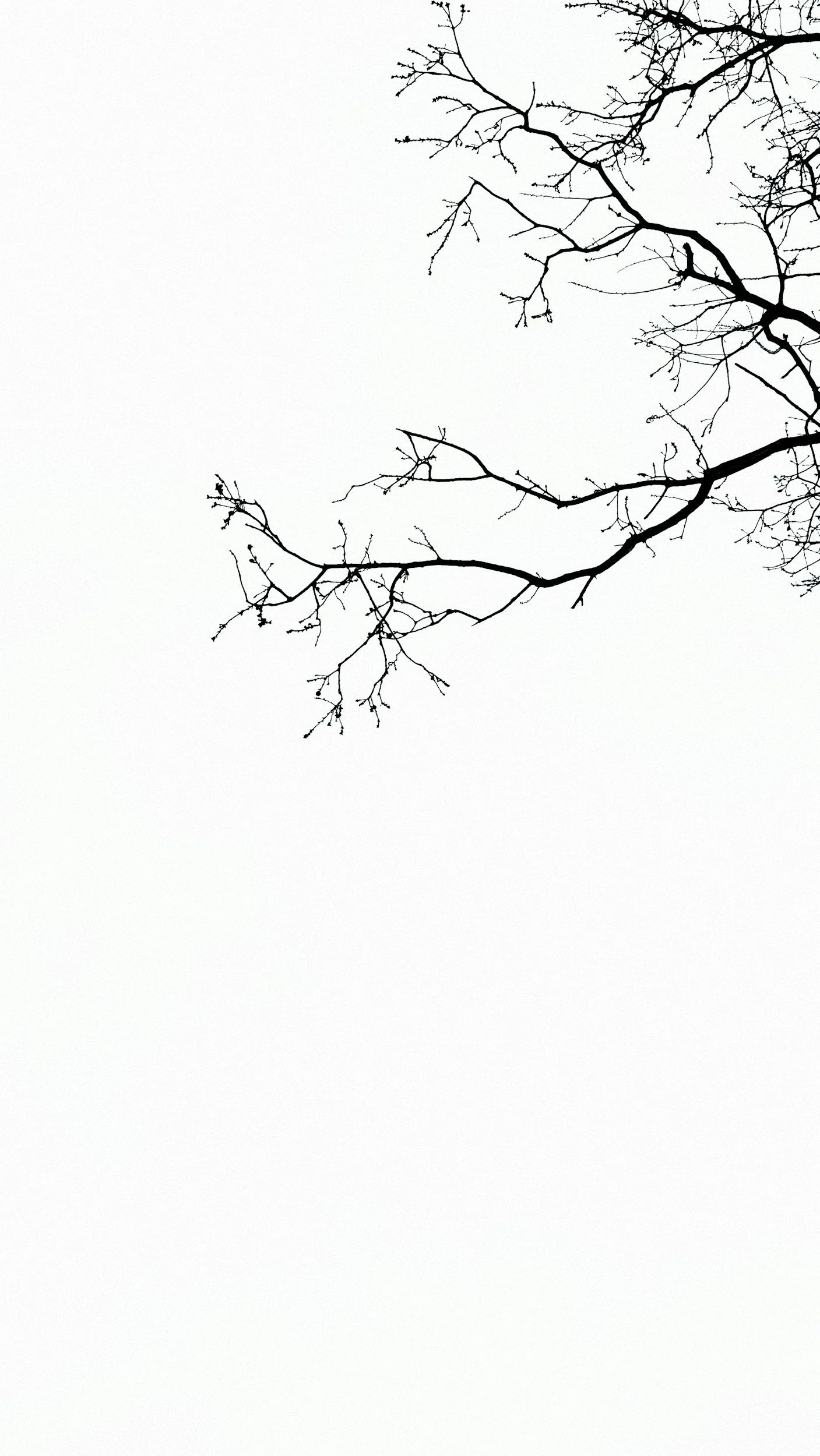 Bare tree branches against a gray, overcast sky