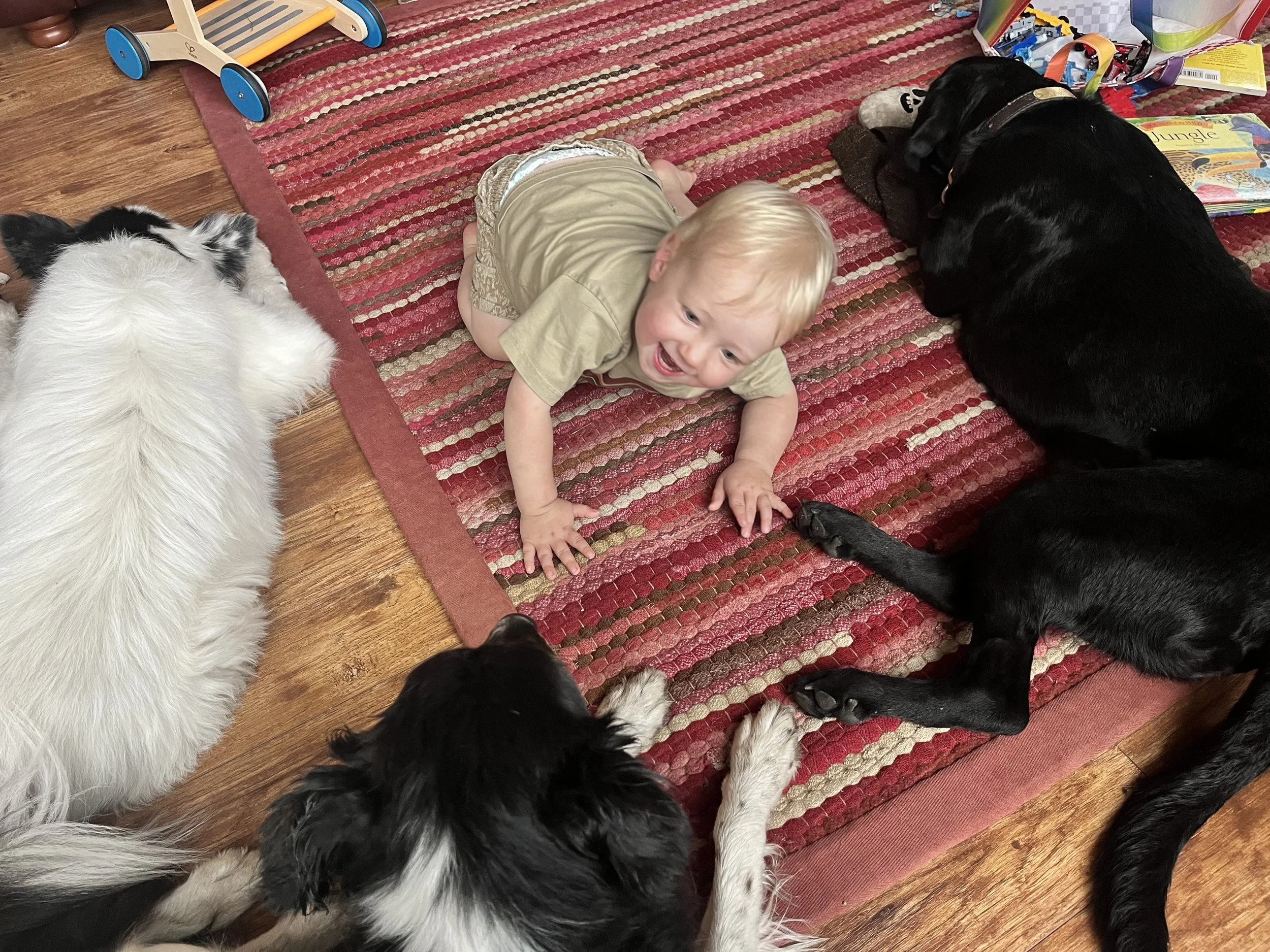 Matthew playing with all the rescue dogs (Shay-15, Mable-6, and Colby-2).
