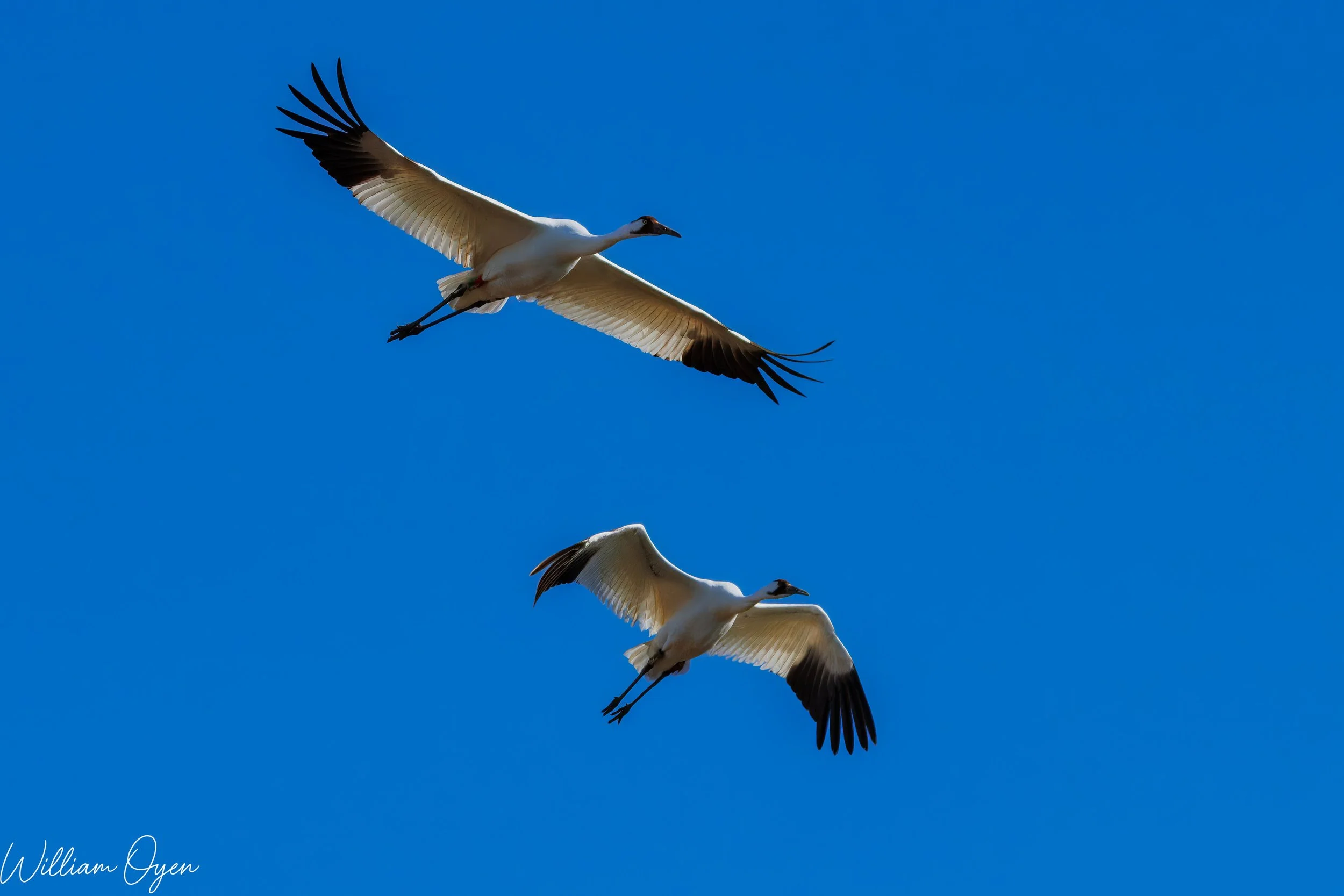 IMG_9322-Enhanced-NR copy.jpg