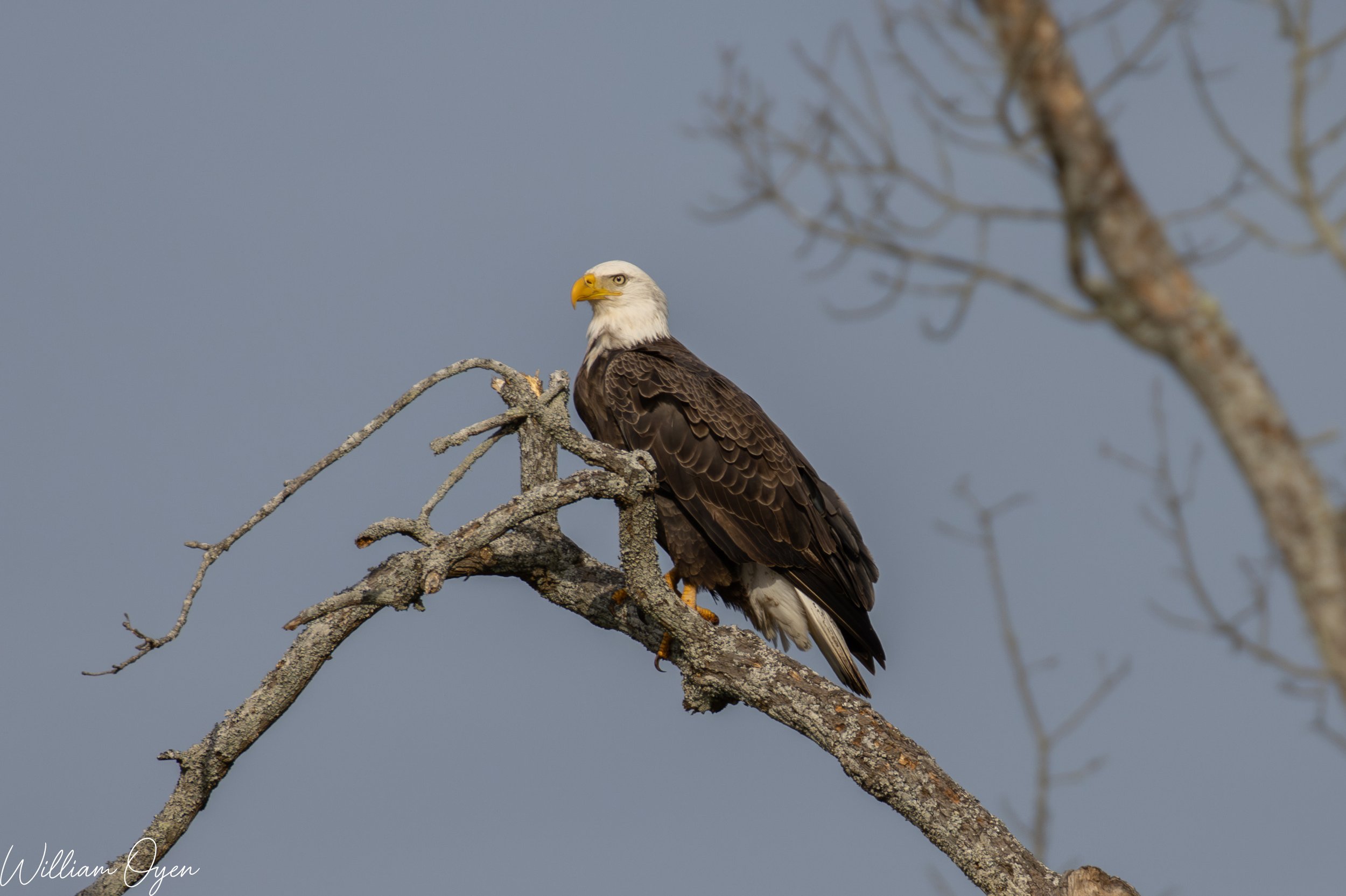 A bald eagle perched on a lichen-covered tree branch against a cloudy sky.