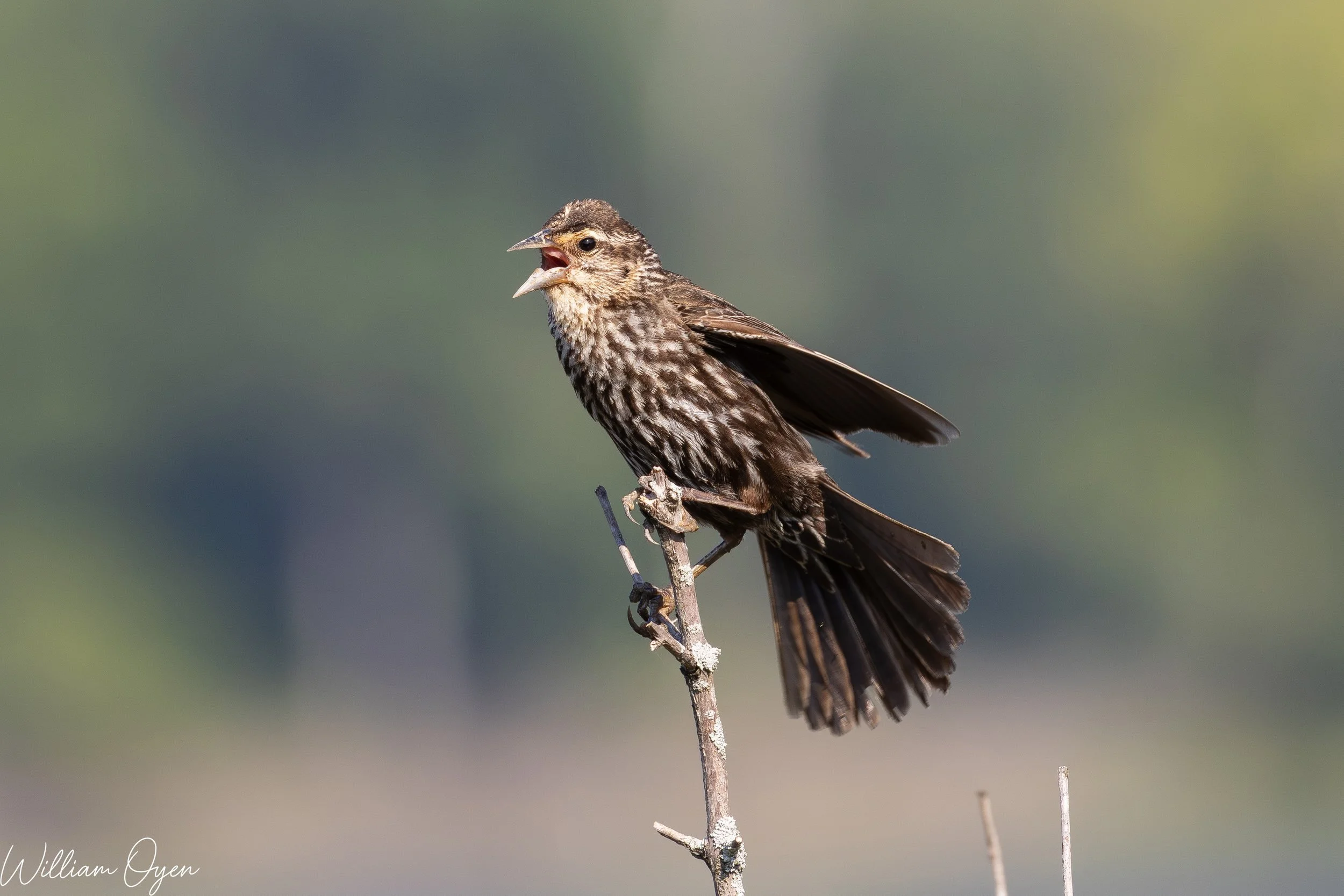 A bird with brown and white streaked feathers perched on a thin branch, with its beak open, singing or calling.