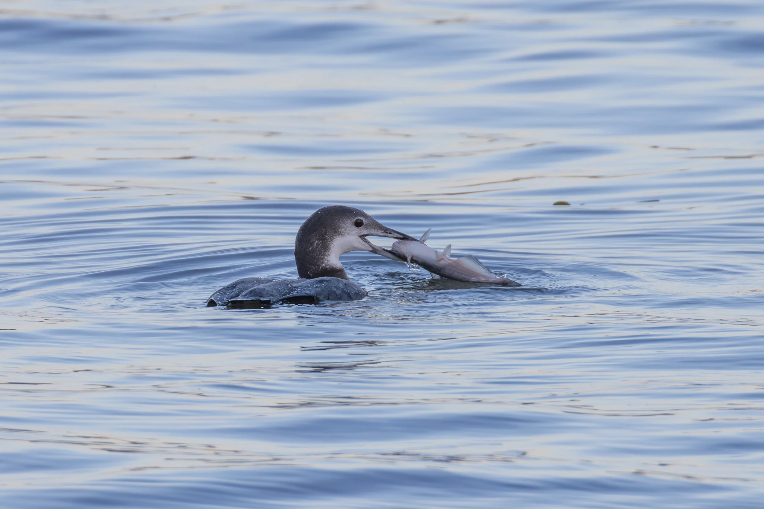A duck swimming in water holding a fish in its beak.