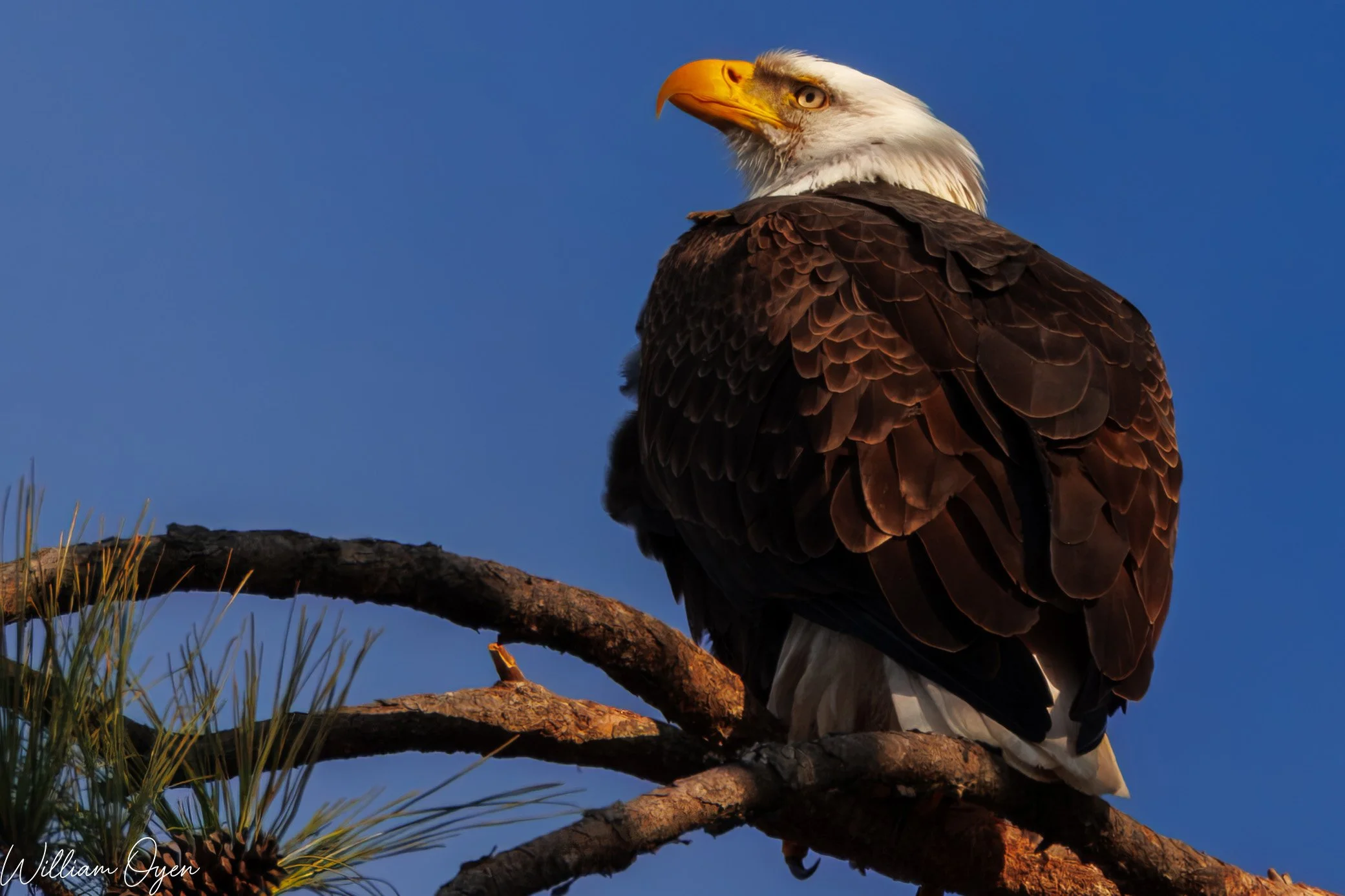 IMG_0554-Enhanced-NR copy.jpg