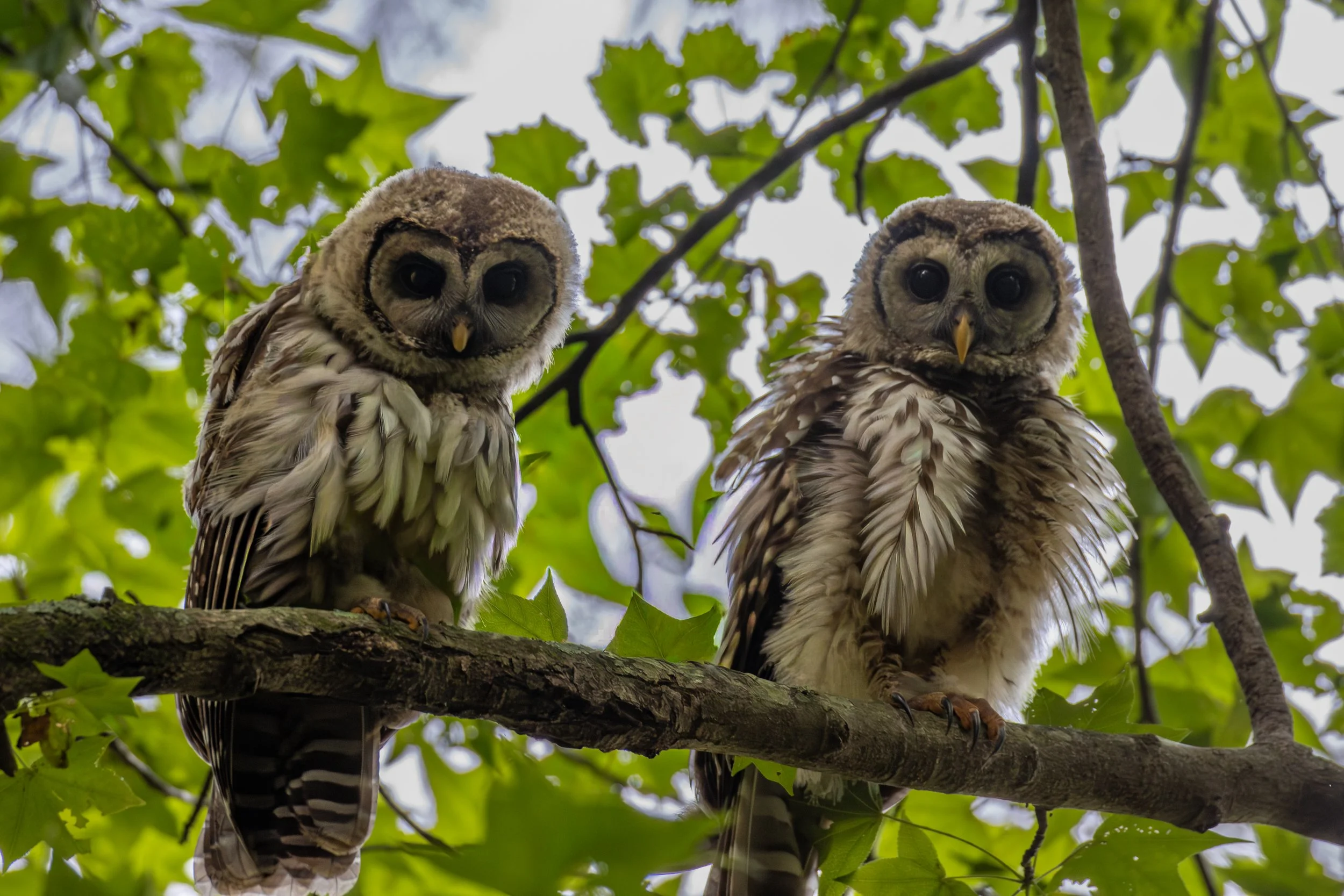 North Alabama Wildlife