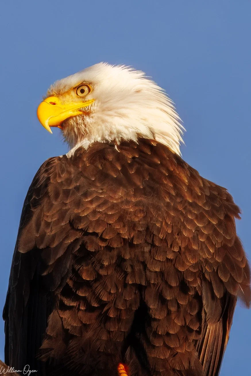 IMG_0586-Enhanced-NR copy.jpg