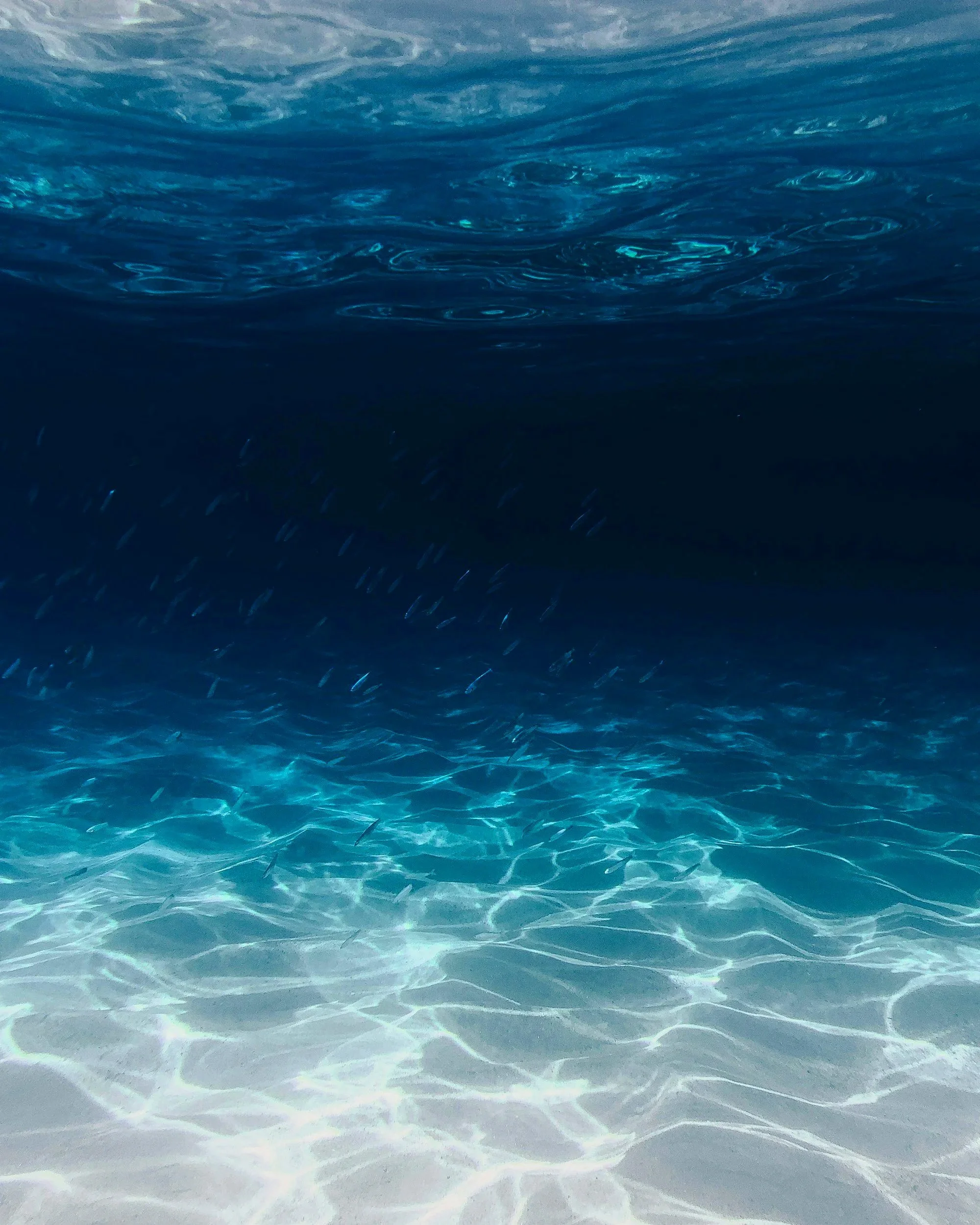 Underwater view of a school of small fish swimming near the ocean floor with sunlight reflections.