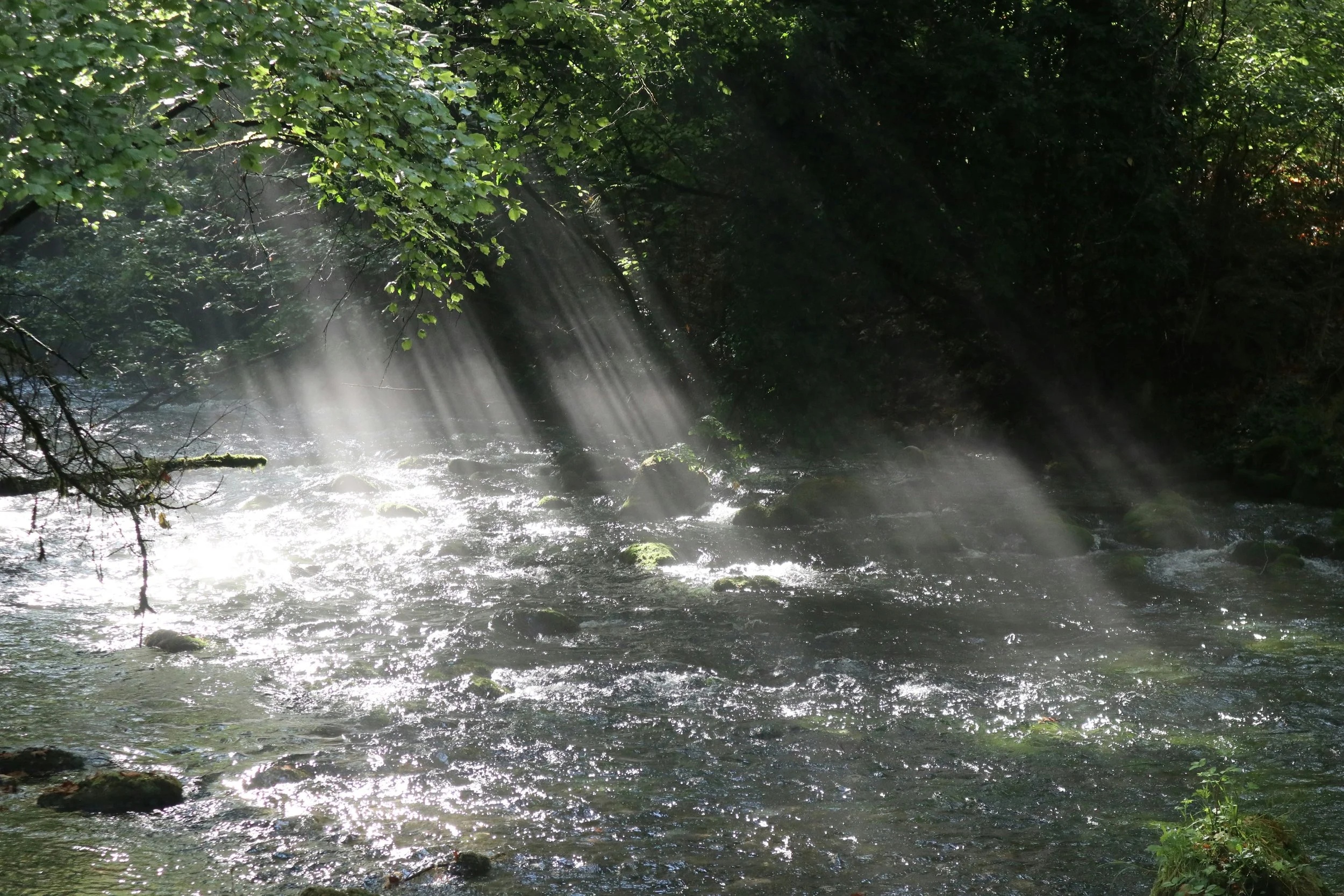 Sun rays shining through trees onto a flowing creek with rocks.