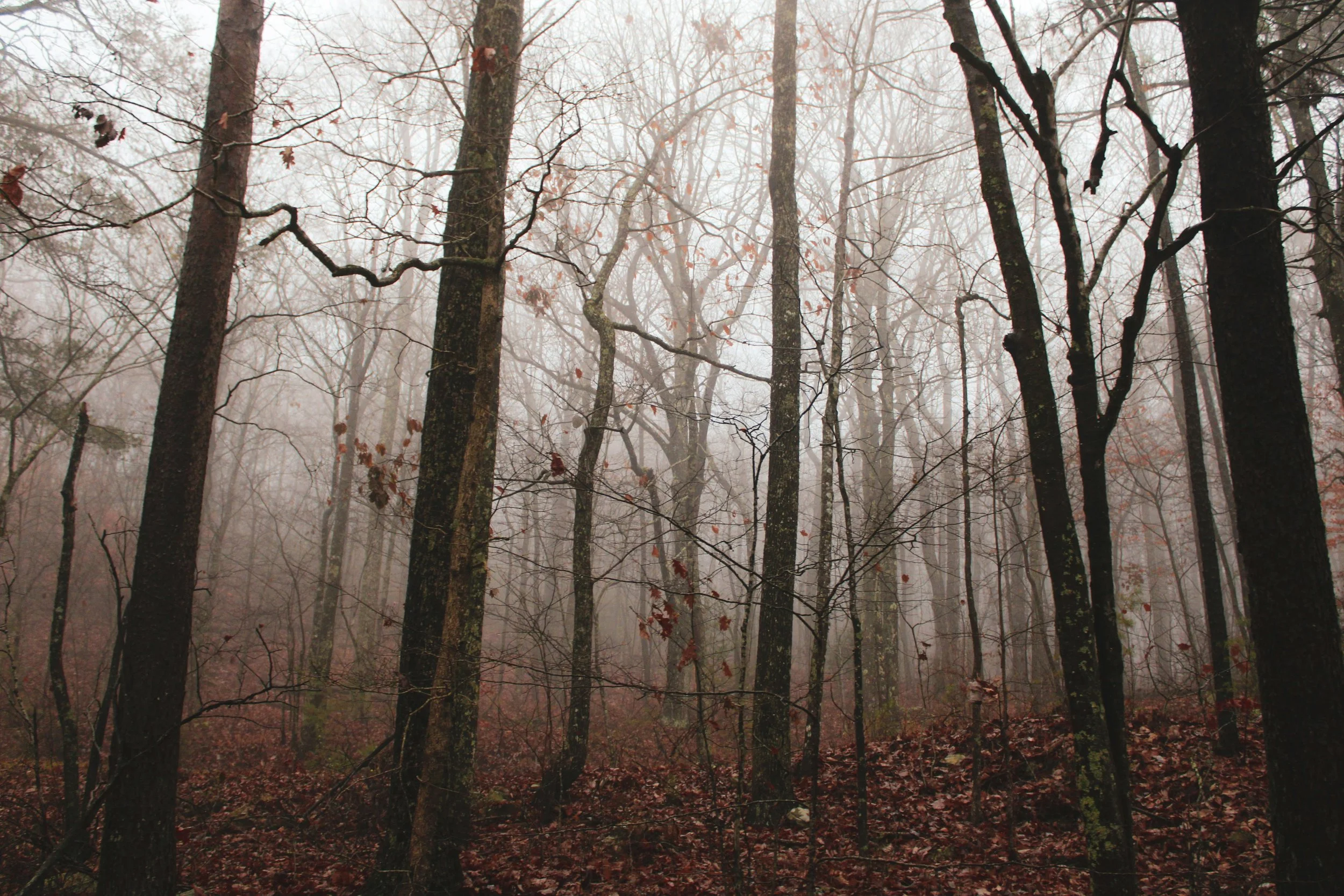 A foggy forest with tall, leafless trees and fallen leaves on the ground.