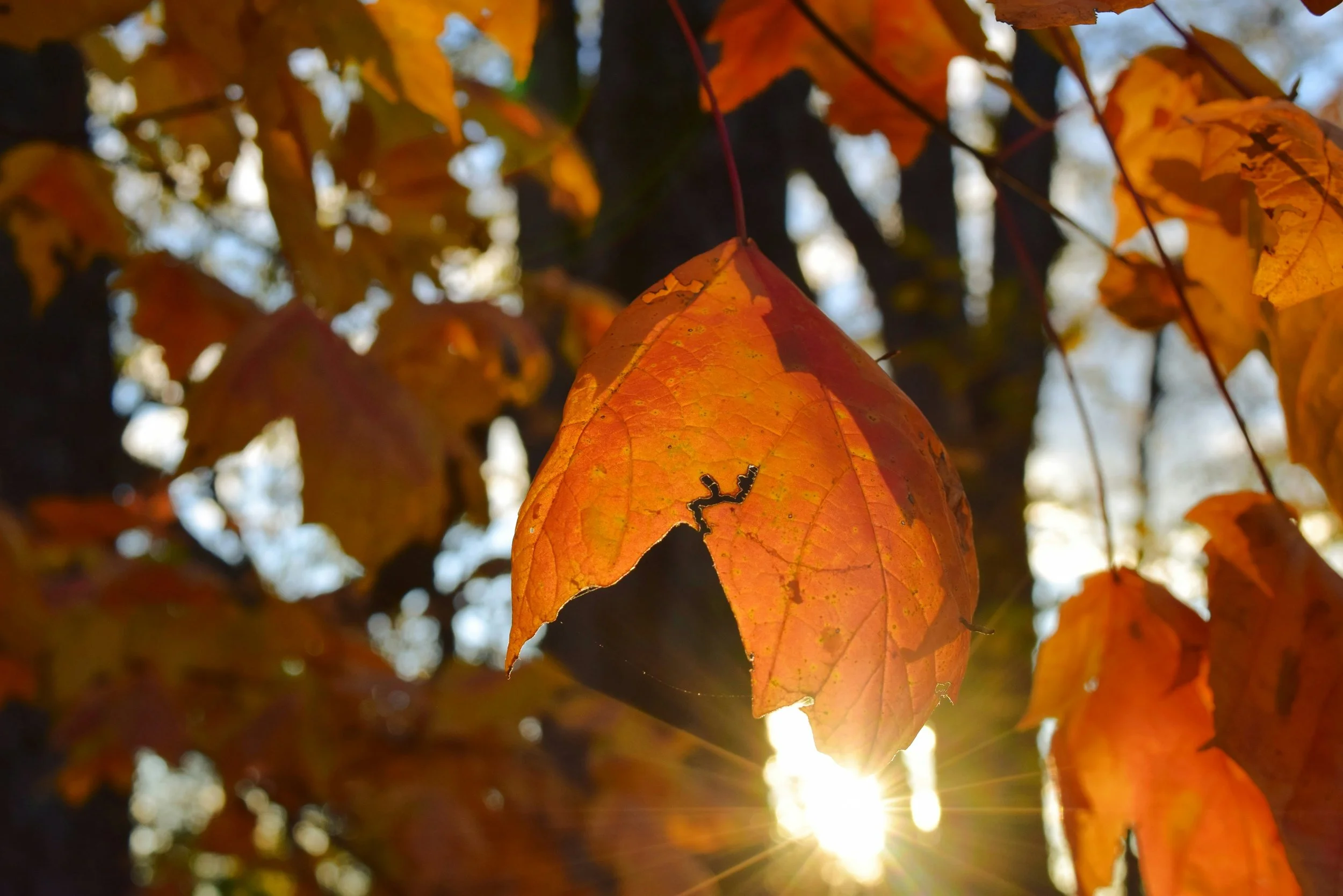 Autumn leaves in orange and yellow colors with sunlight shining through, creating a glowing effect.