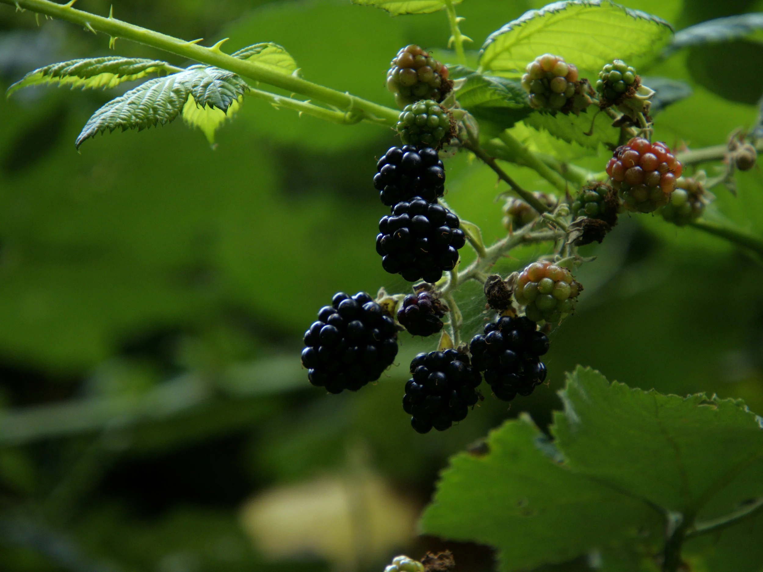 Clusters of blackberries ripening on a green vine with green leaves.