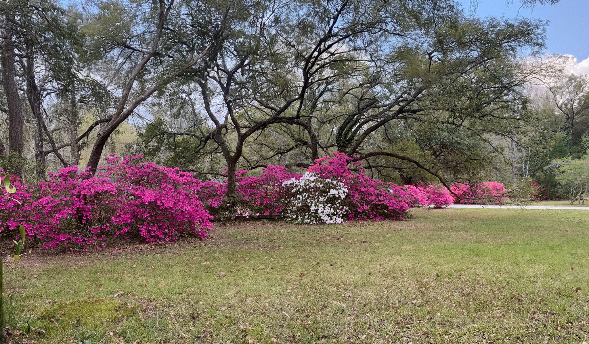 Flowers and Trees
