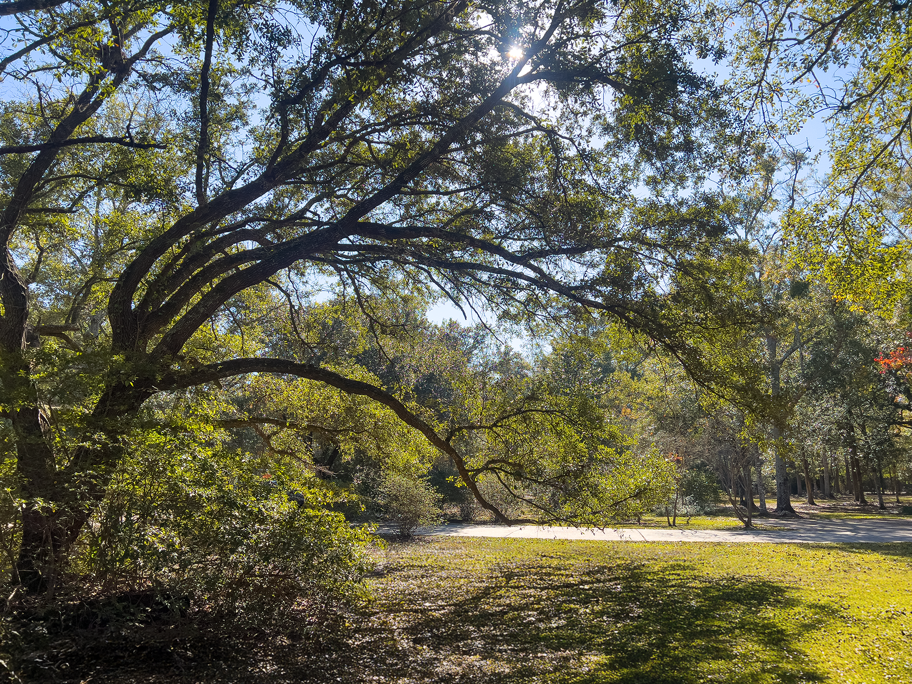 St. Tammany Scenery
