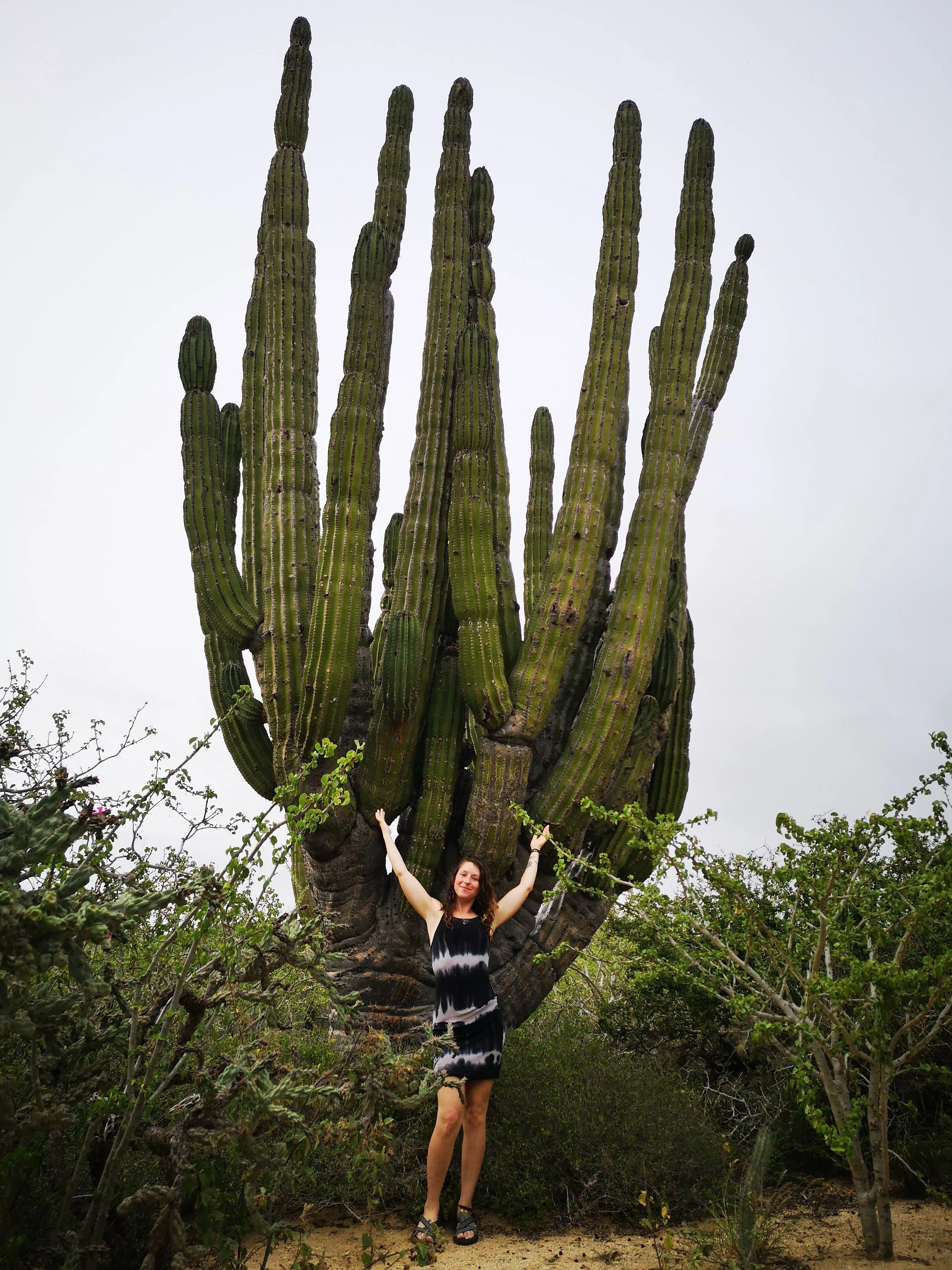A woman standing outdoors under a large, tall cactus with multiple arms, surrounded by smaller bushes and plants, smiling and raising her arms.